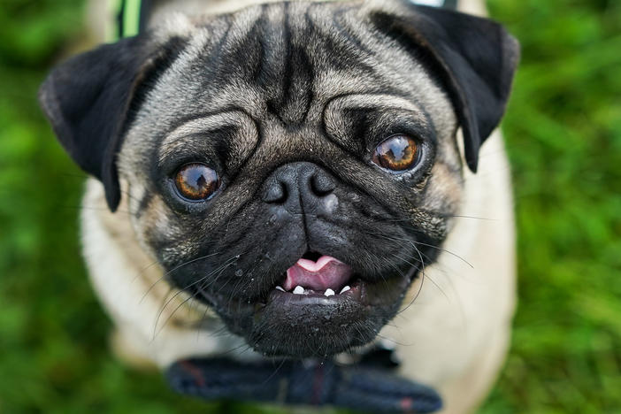 A pug reacts to the camera on the first day of the Festival of Dogs weekend at Castle Howard on May 21, 2022 in York, England.