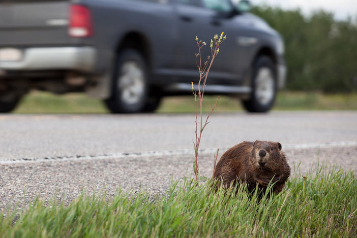Environmental journalist Ben Goldfarb says in nature, the weaker animals are usually the ones killed by predators. That changes when cars are involved: "Roadkill is not only eliminating animals, it's in many cases eliminating those healthy animals that populations need to remain strong,"