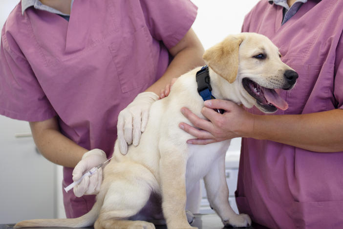 Rabies shots are mandatory in most of the U.S. but some dog owners are hesitant about giving their pets the vaccine.