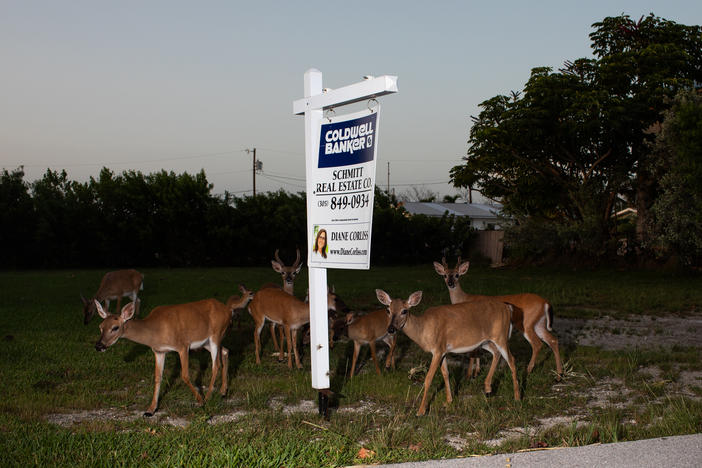 The Key deer is the smallest deer species in North America. The deer live only in the low-lying Florida Keys. They are considered federally endangered, with an estimated population of around 1,000.
