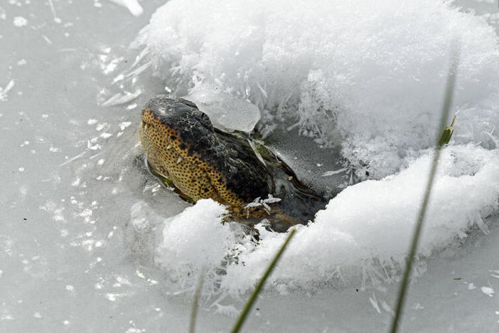 During the winter months, American alligators go into a state of brumation, the cold-blooded version of hibernation.