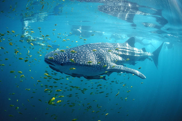 Ninety-seven percent of migratory fish species are facing extinction. Whale sharks, the world's largest living fish, are among the endangered.