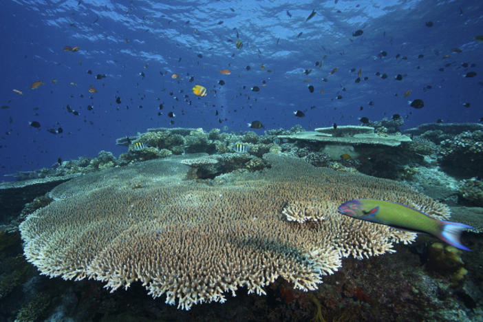 This type of staghorn coral (<em data-stringify-type="italic">Acropora pulchra</em>)<em data-stringify-type="italic"> </em>appeared to benefit from the presence of sea cucumbers (<em data-stringify-type="italic">Holothuria</em> <em data-stringify-type="italic">atra</em>), a new study finds.