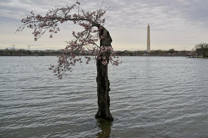 The scraggly cherry blossom tree known as Stumpy on March 15 in Washington, D.C. At high tide, the base of the tree's trunk is inundated with several inches of water.