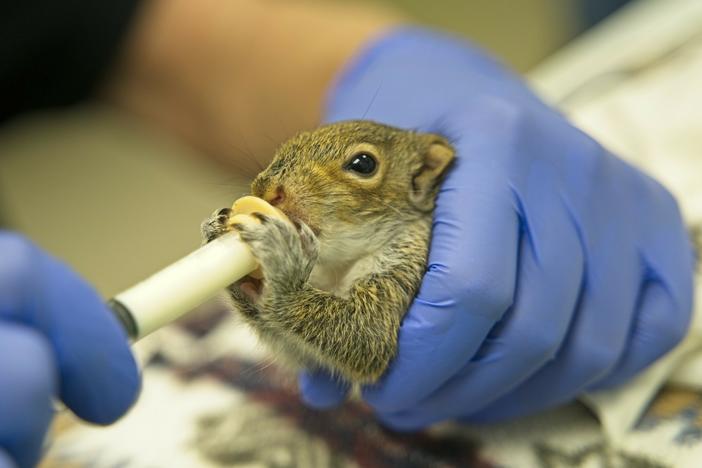 A volunteer at City Wildlife in Washington, D.C. feeds a baby squirrel with formula. The center helps rehabilitate animals that are injured or orphaned.