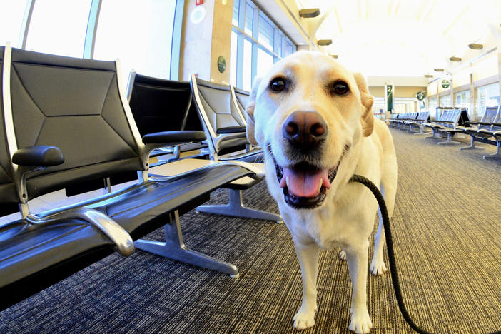 Traveling internationally with a dog — or adopting one from abroad — just got a bit more complicated. The CDC issued new rules intended to reduce the risk of importing rabies.