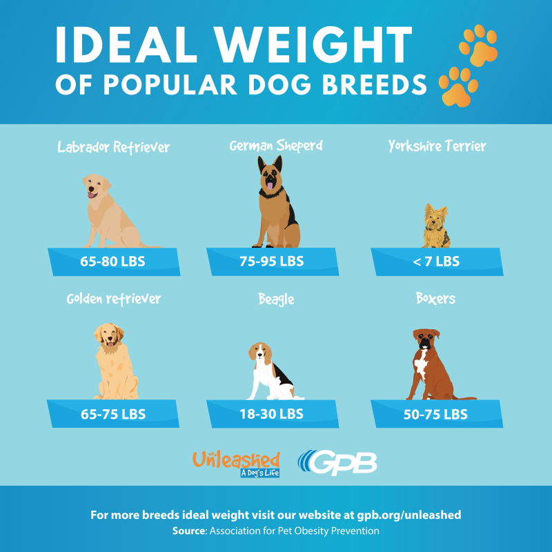 Ideal Weight For Dogs Weight Chart