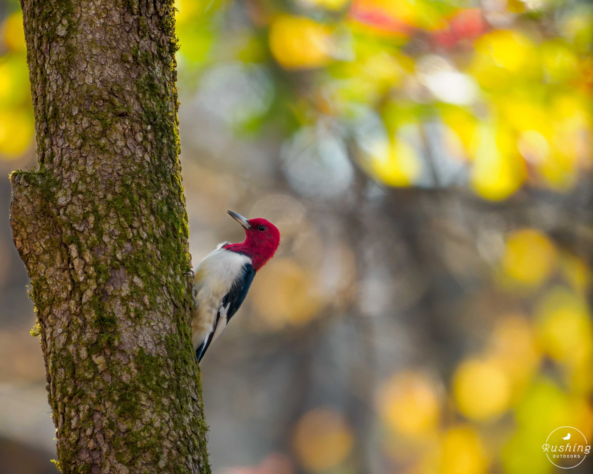 Register for Letters to Birds with J. Drew Lanham