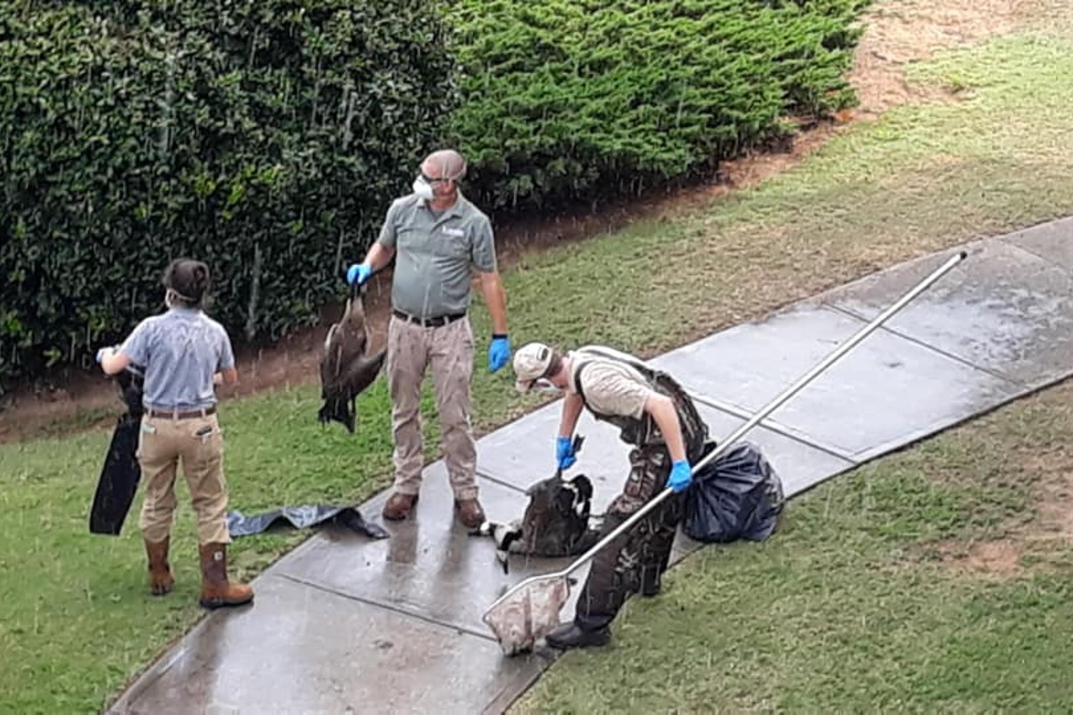 Amanda Seamon photographed Department of Natural Resources removing dead geese found around her complex last Wednesday.