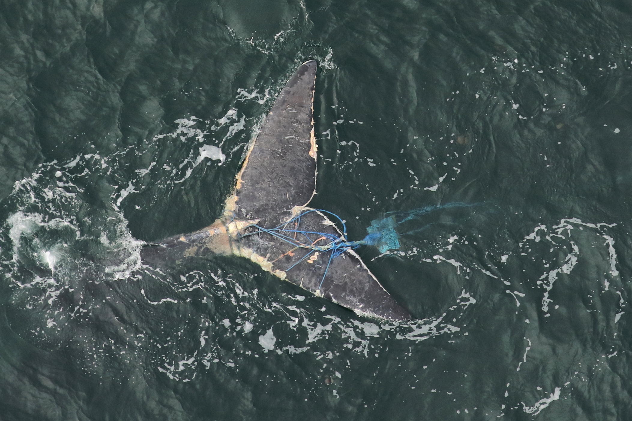 The tail of a right whale, tangled in blue rope and fishing equipment