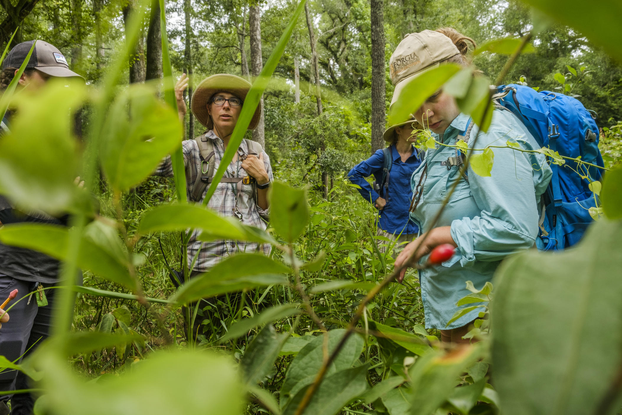 Plant ecologist Lisa Giencke, second from left, talks about the patch of critically endangered pondberry shrub to which she guided a group of scientists and conservationists recently. Georgia DNR conservation botanist Carlee Steppe, right, eyes the stand's single ripe fruit. 
