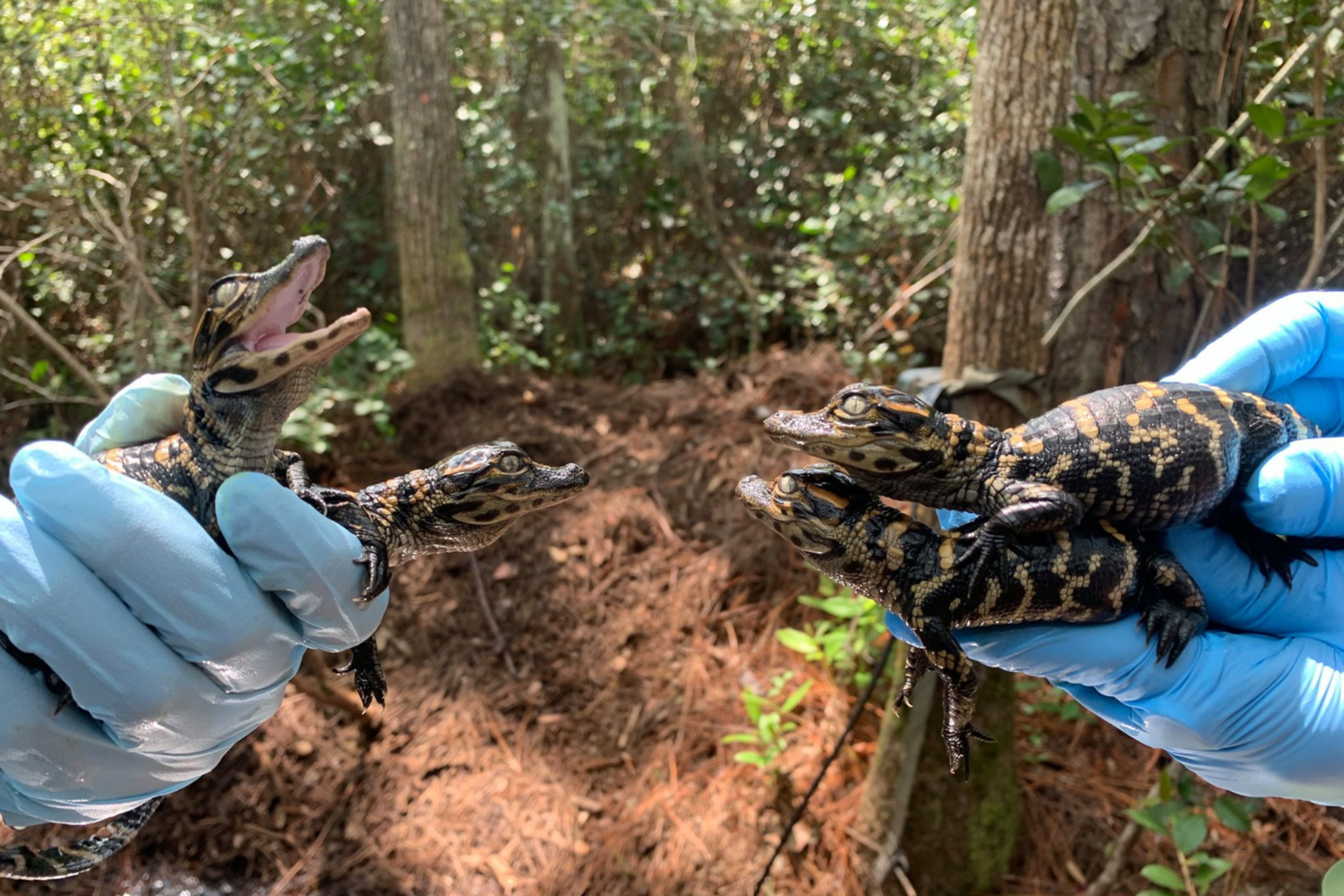 The team at Coastal Ecology Lab collects tissue samplings of the hatchlings.