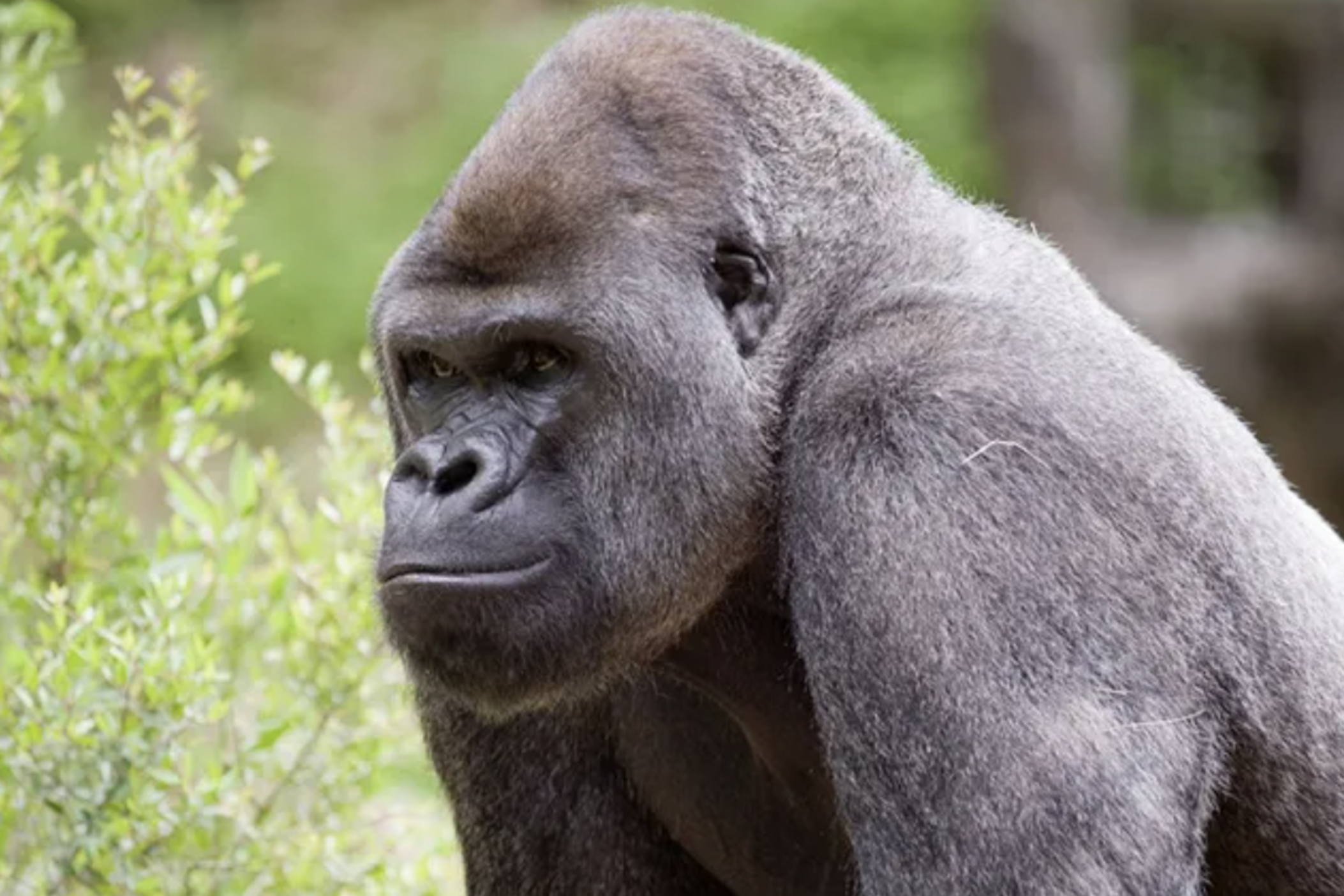 Zoo Atlanta says several of its gorillas are being treated with monoclonal antibodies after tests indicated they could be sick with COVID-19.