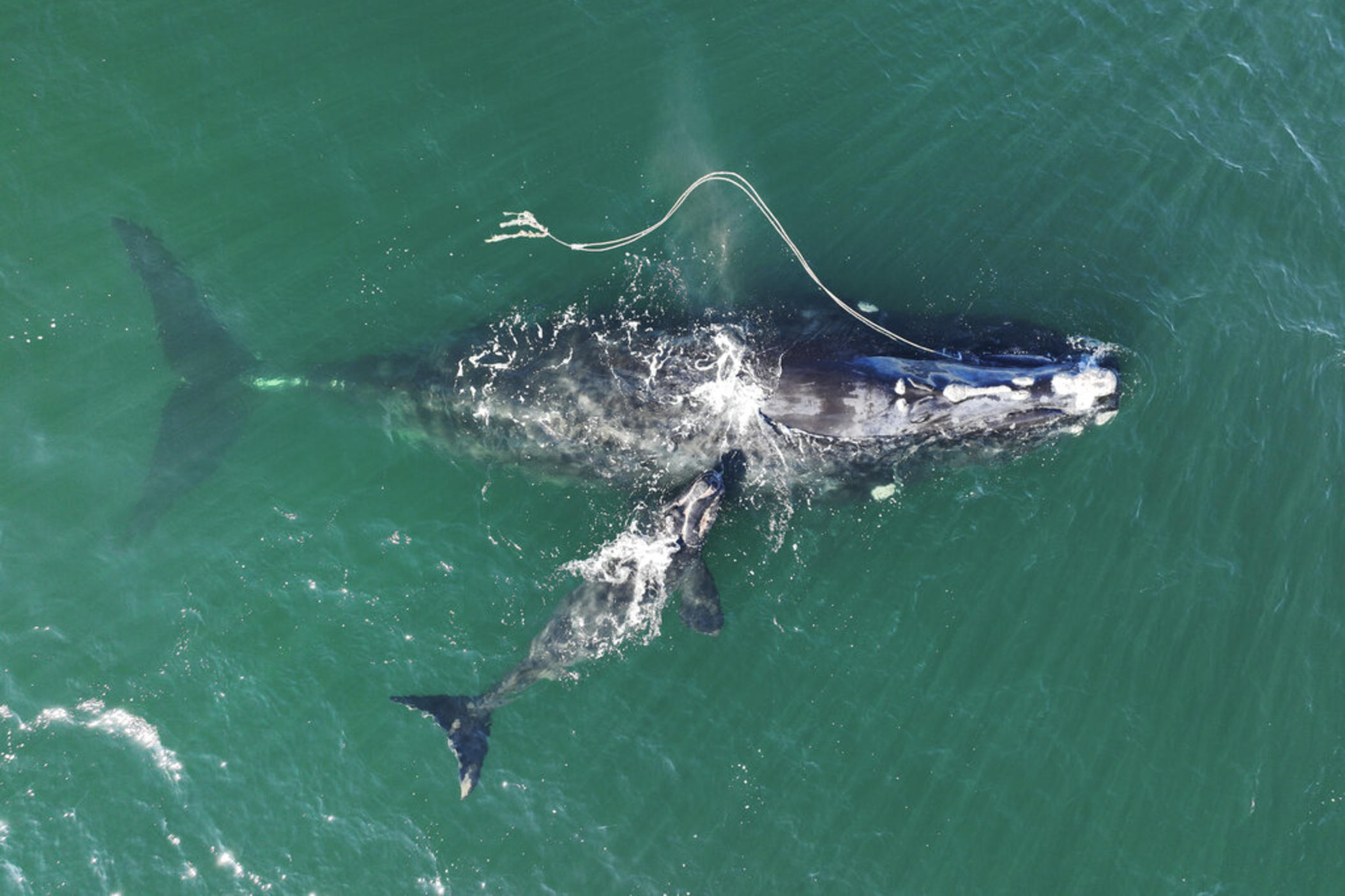 This Dec. 2, 2021, photo provided by the Georgia Department of Natural Resources shows an endangered North Atlantic right whale entangled in fishing rope being sighted with a newborn calf in waters near Cumberland Island, Ga.