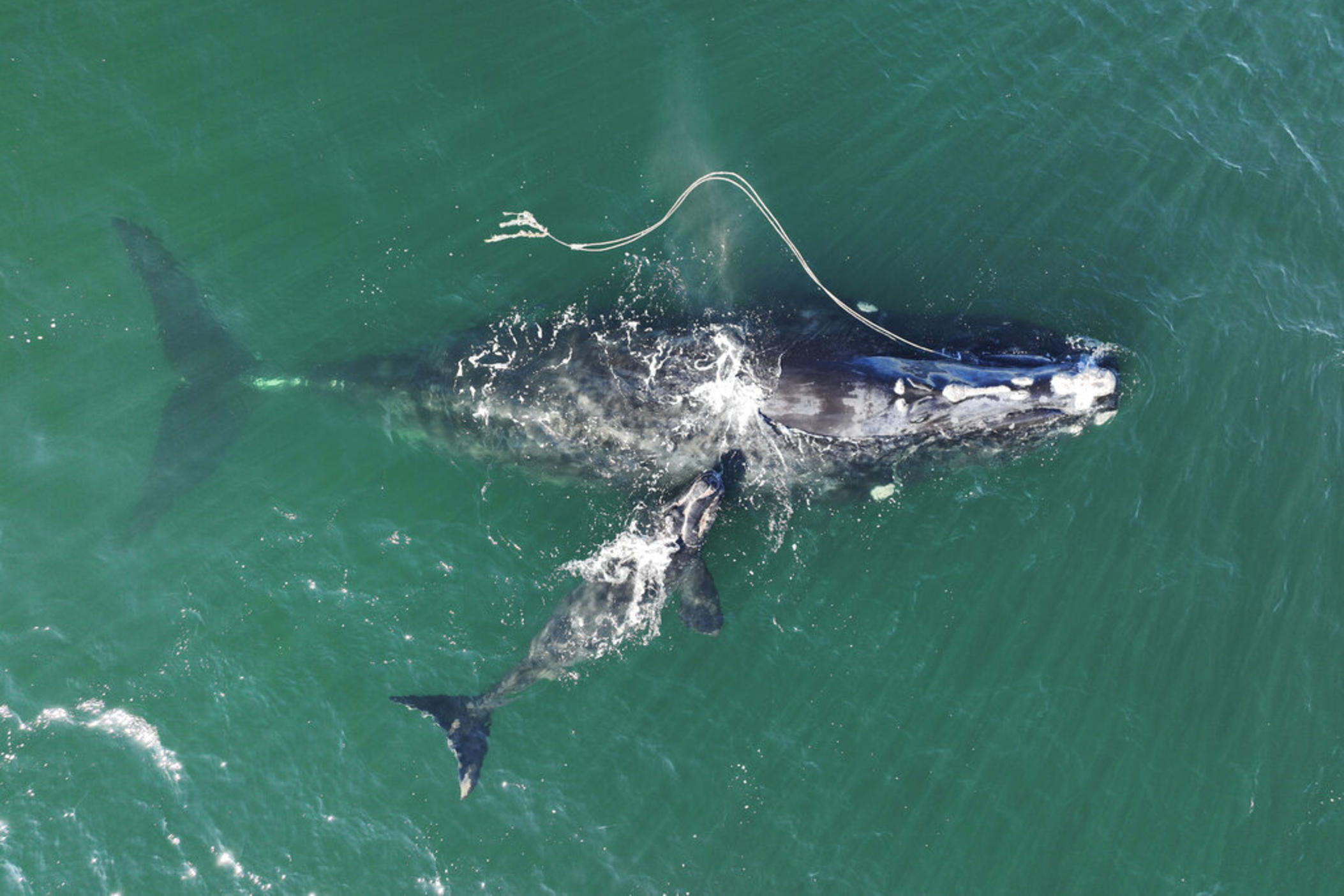 This Dec. 2, 2021, photo provided by the Georgia Department of Natural Resources shows an endangered North Atlantic right whale entangled in fishing rope being sighted with a newborn calf in waters near Cumberland Island, Ga.