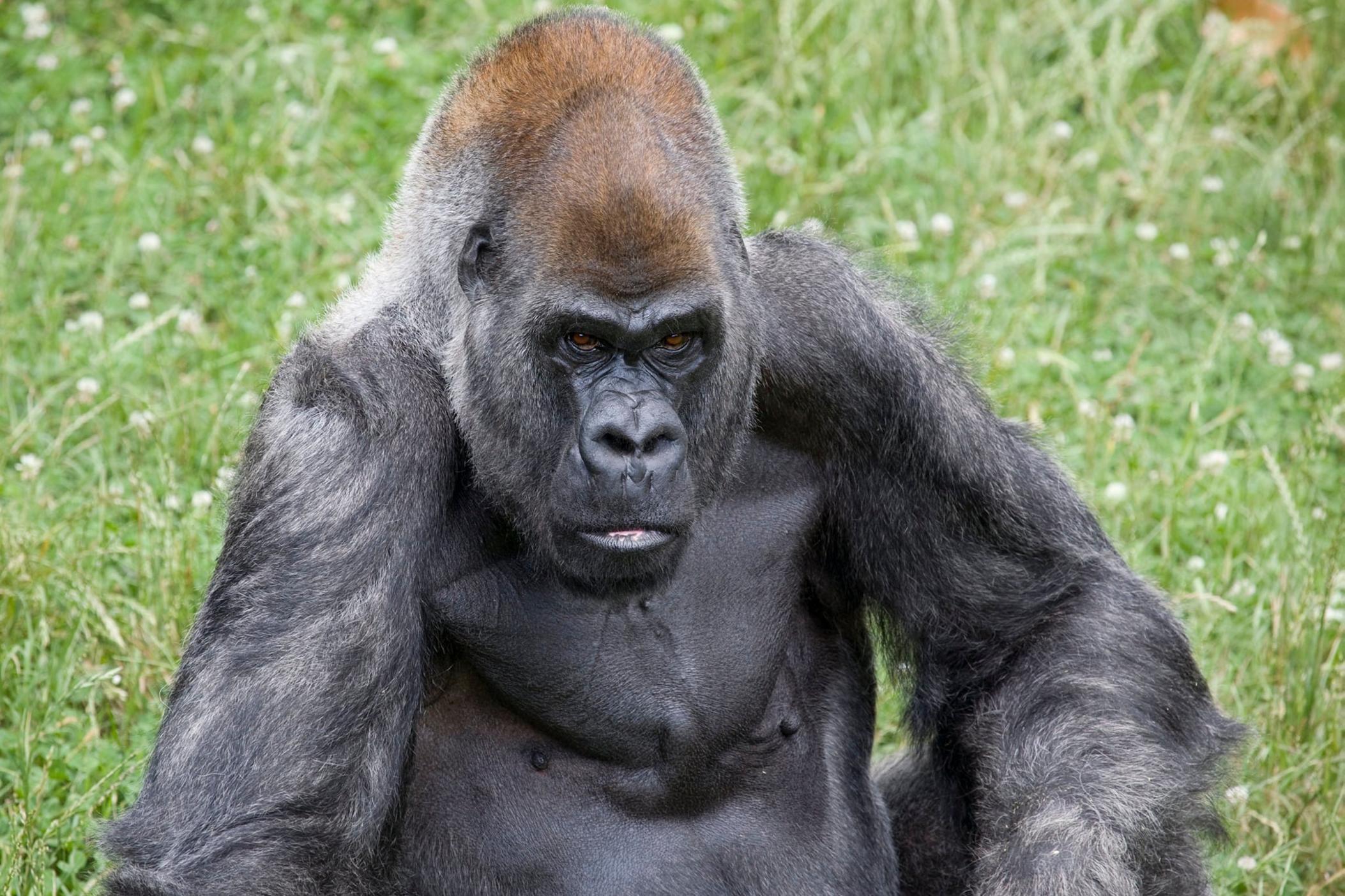 Ozzie the gorilla died at 61-years-old on Jan. 25, 2022. Ozzie was Zoo Atlanta's oldest gorilla and the third oldest gorilla in the world.