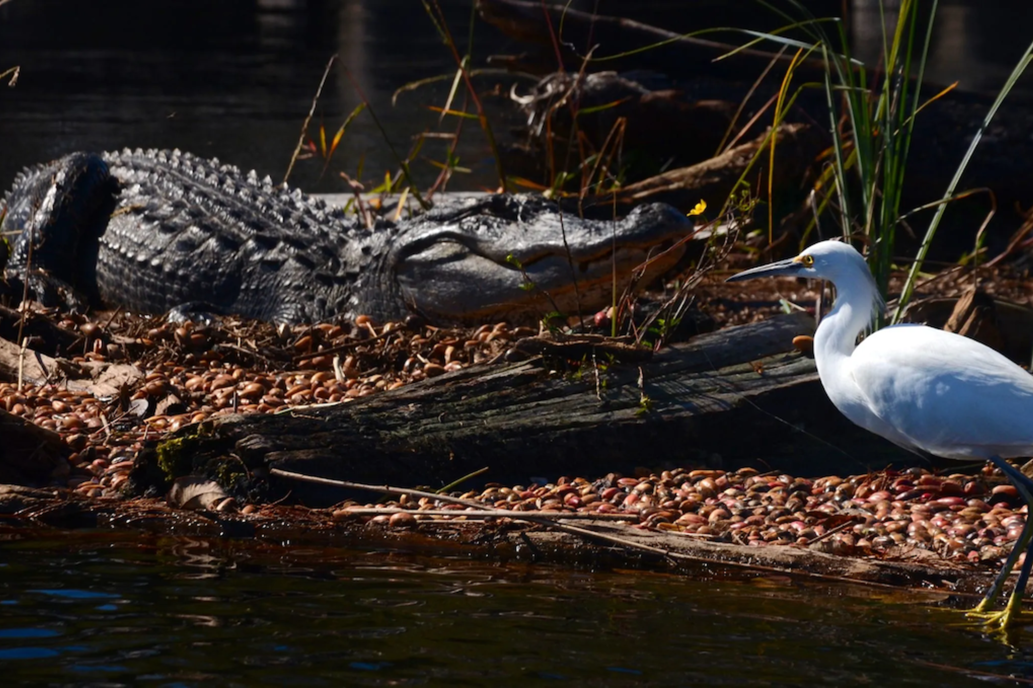 The Okefenokee Swamp is among Georgia's wildest places. It is home to some 200 species of birds and 50 reptiles, including American alligators and snowy egrets. 