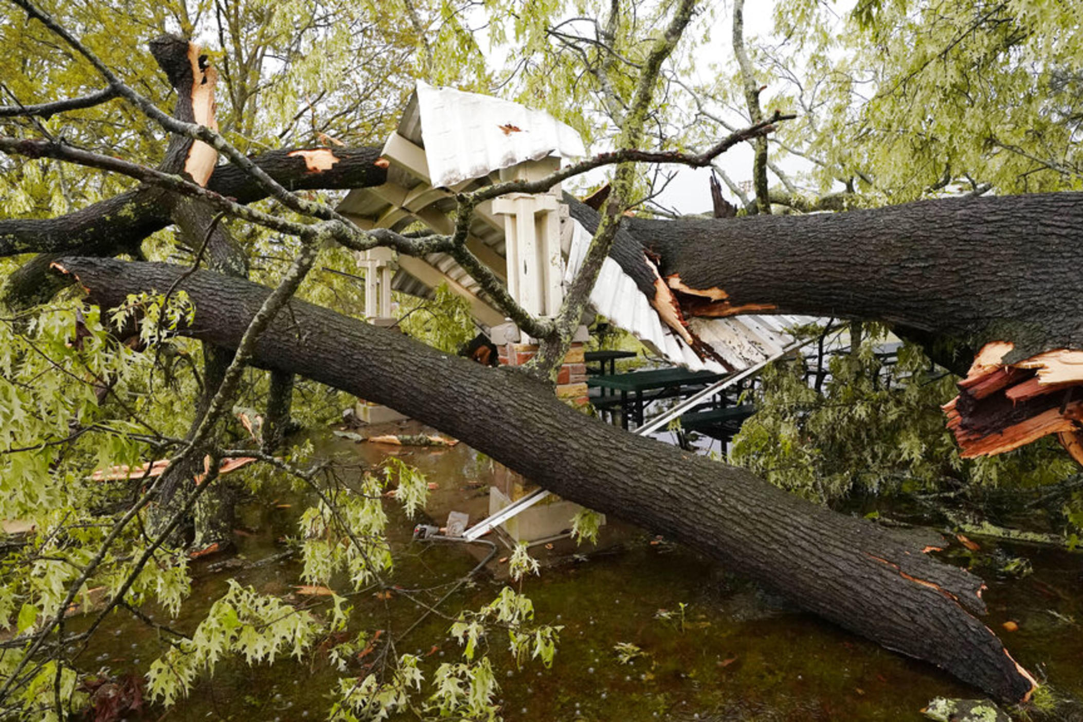A tree toppled by the storm rests on the roof of a gazebo at Battlefield Park in Jackson, Miss., following a severe weather outbreak in the state, Wednesday, March 30, 2022. About a dozen trees were felled by the storm in the park.