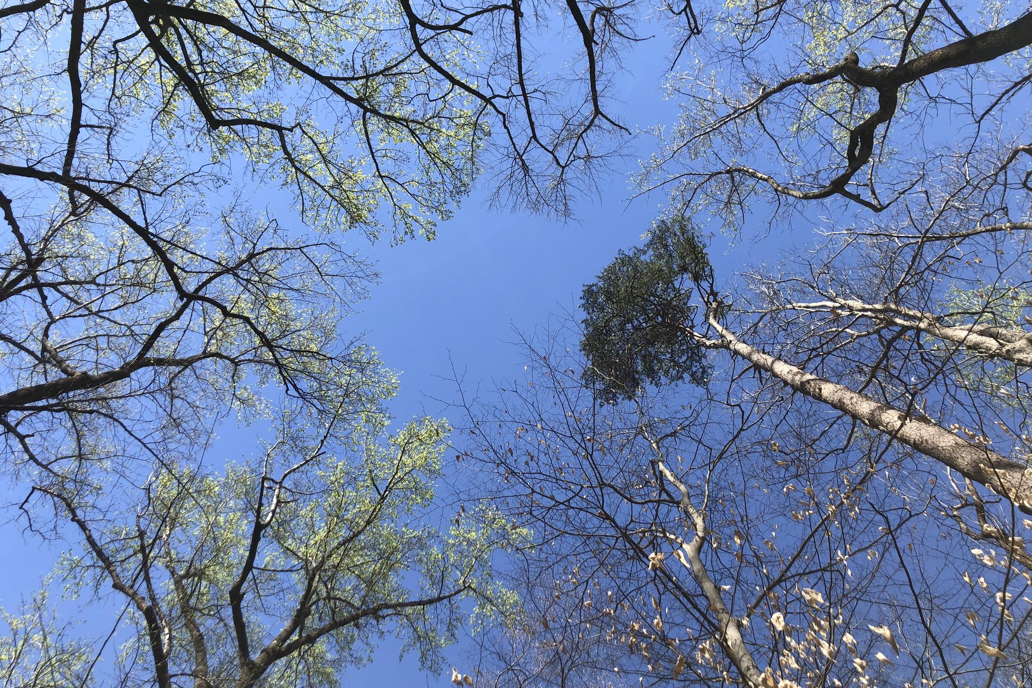 A picture of the tree canopy at the Fernbank Museum's 65-acre forest.