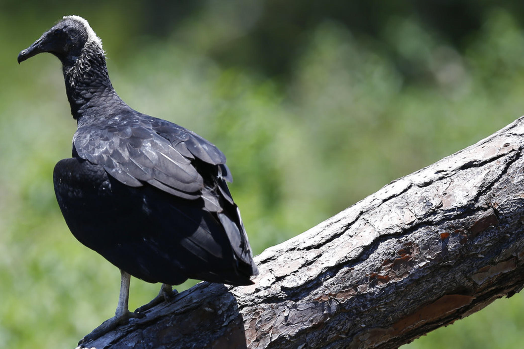 A black vulture sits a top of a tree at the Panther Island Mitigation Bank, Thursday, June 7, 2018, near Naples, Fla.