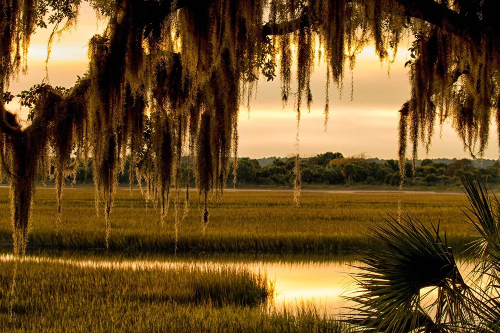 A view of southeast Georgia's Cumberland Island National Seashore. In the foreground. Spanish moss is hanging down from the branches of a live oak tree. In the background, a salt marsh can be seen, including a creek and wild grass.