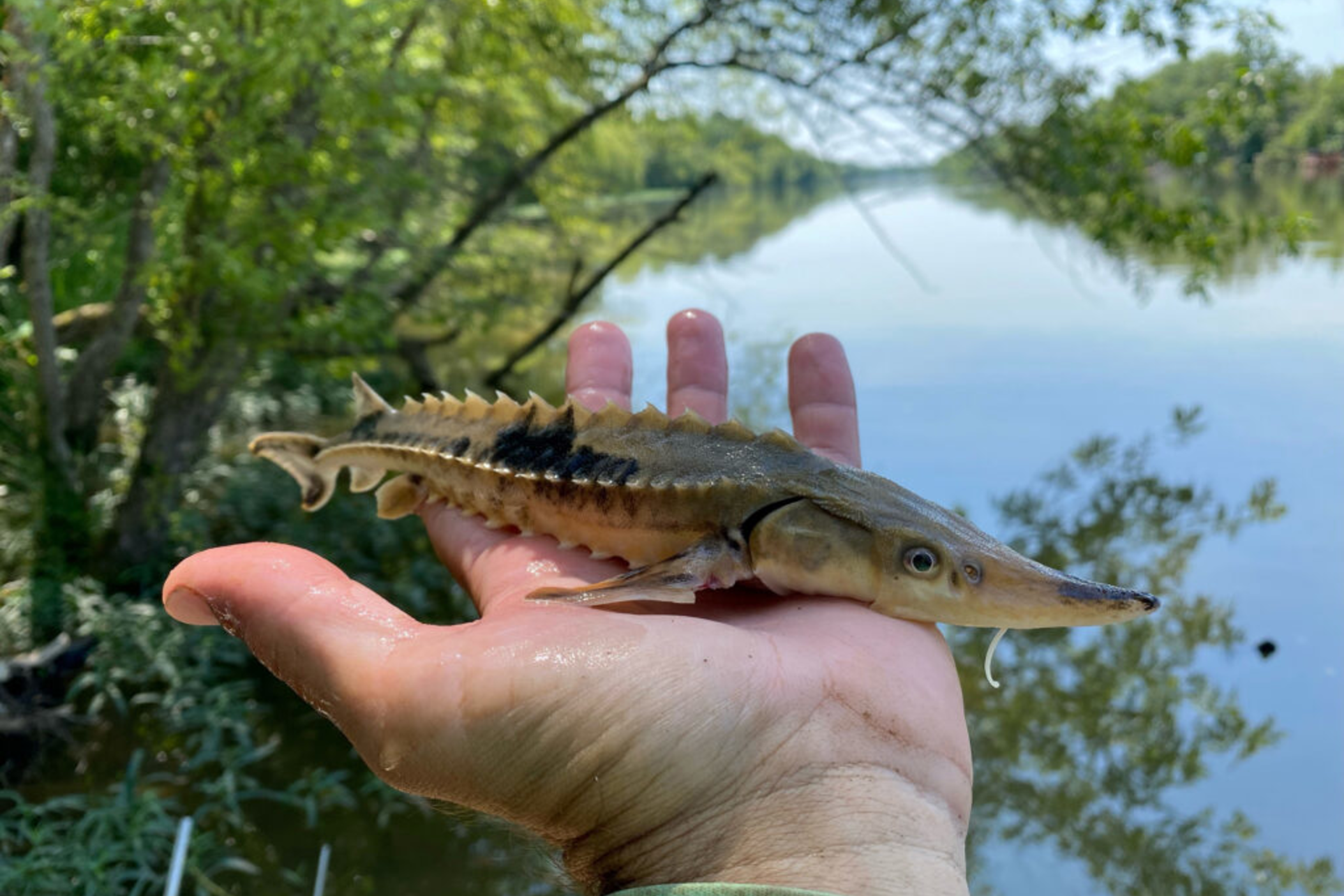 A juvenile lake sturgeon collected in the Coosa River