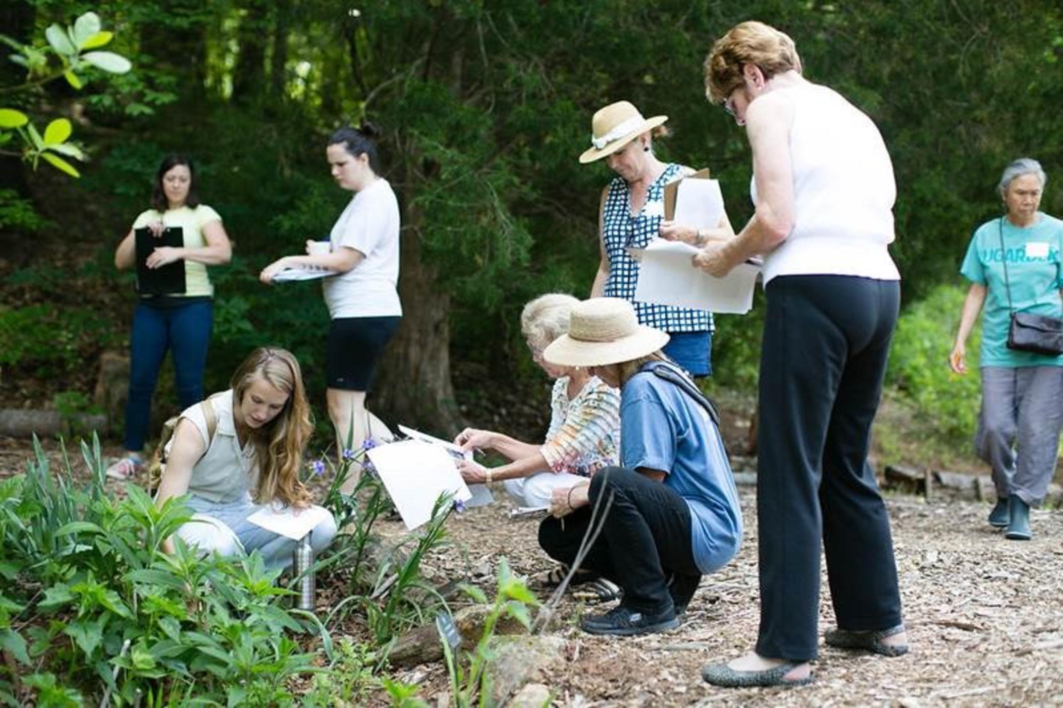 Students in the Medicinal Plants course identify plants. Courtesy of Cora Keber.
