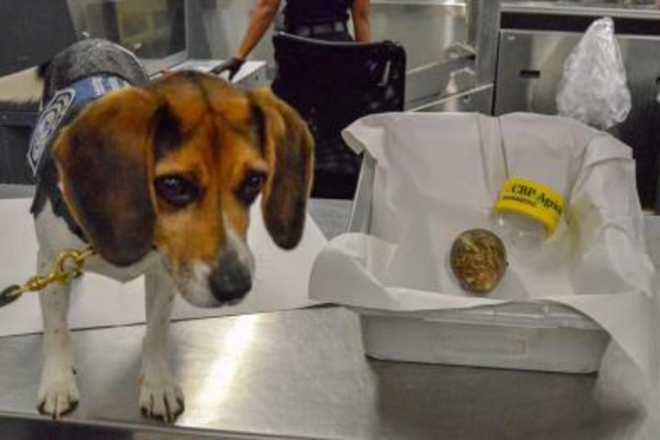 CBP Beagle “MOX” alerted to a Giant African Snail in a passenger’s bag after arriving at ATL Airport