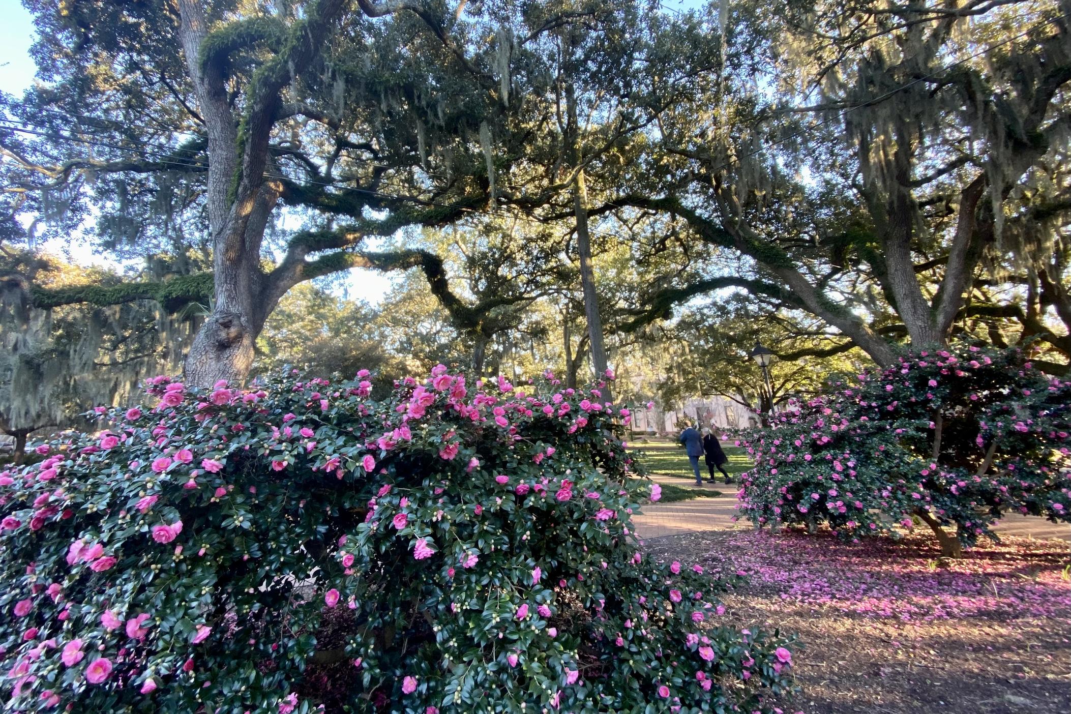 The park formerly named Calhoun Square, located at Abercorn and East Wayne Streets in downtown Savannah, as seen in November after councilmembers voted to remove Calhoun's name from it.