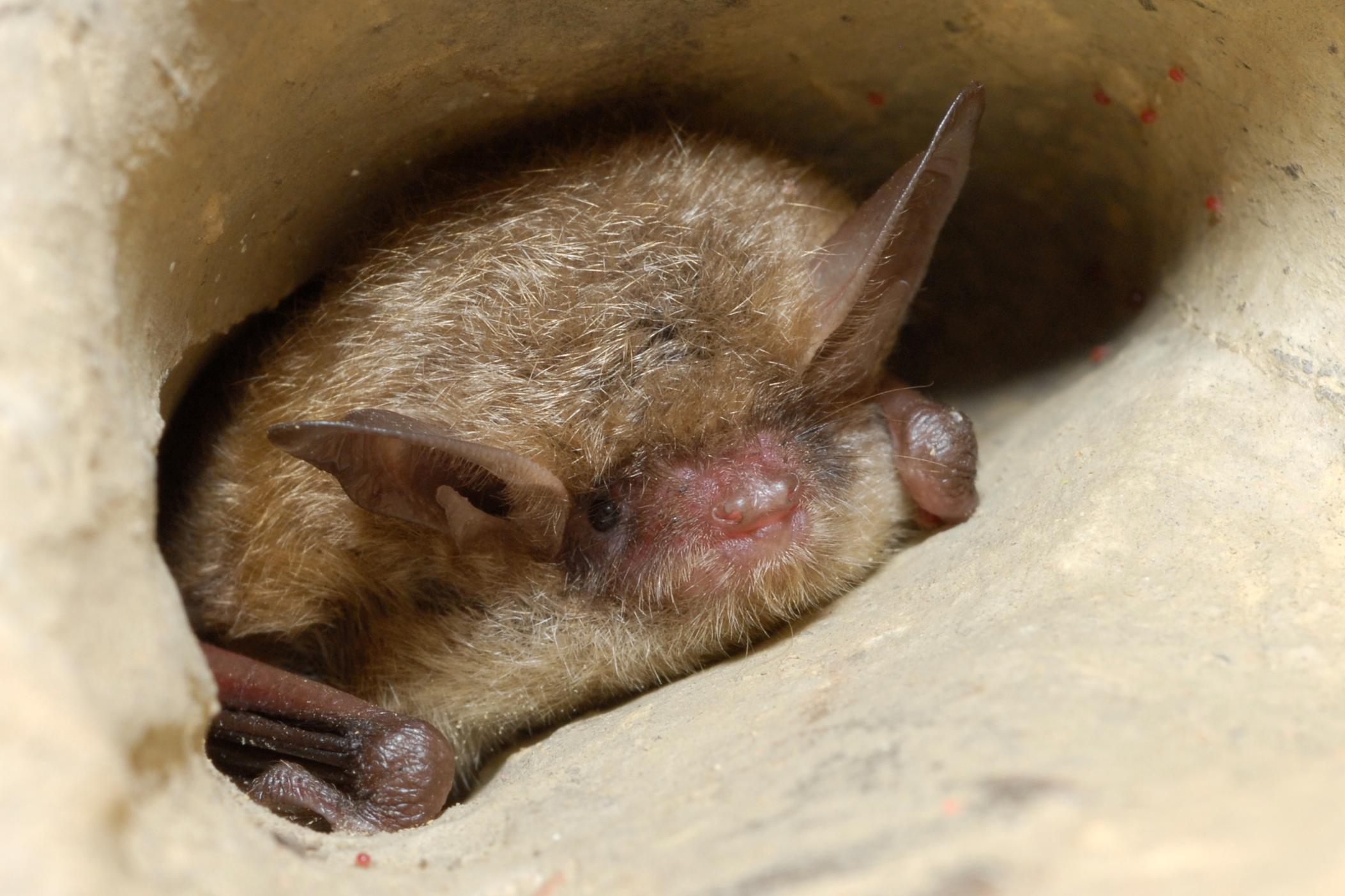 A tricolored bat.