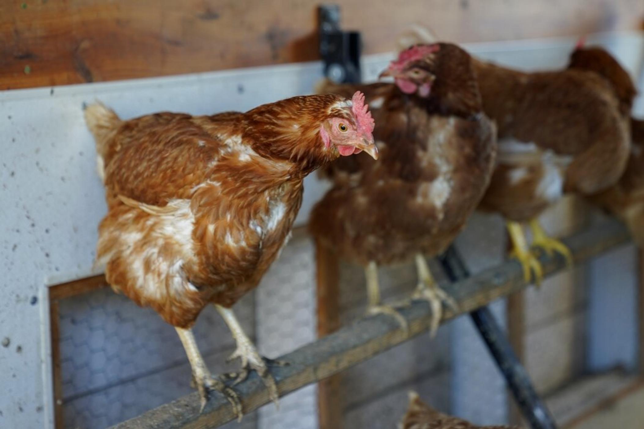 Red Star chickens roost in their coop, Jan. 10, 2023, at Historic Wagner Farm in Glenview, Ill. Amid soaring egg prices, social media users are claiming that common chicken feed products are preventing their own hens from laying eggs.