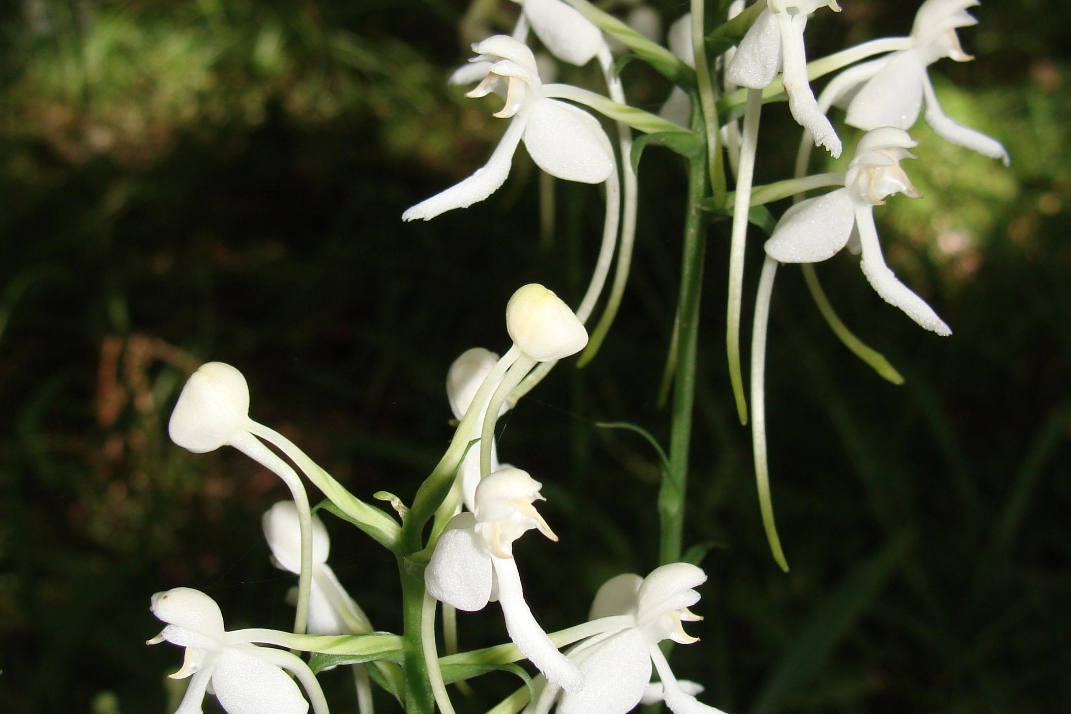 A white fringeless orchid.