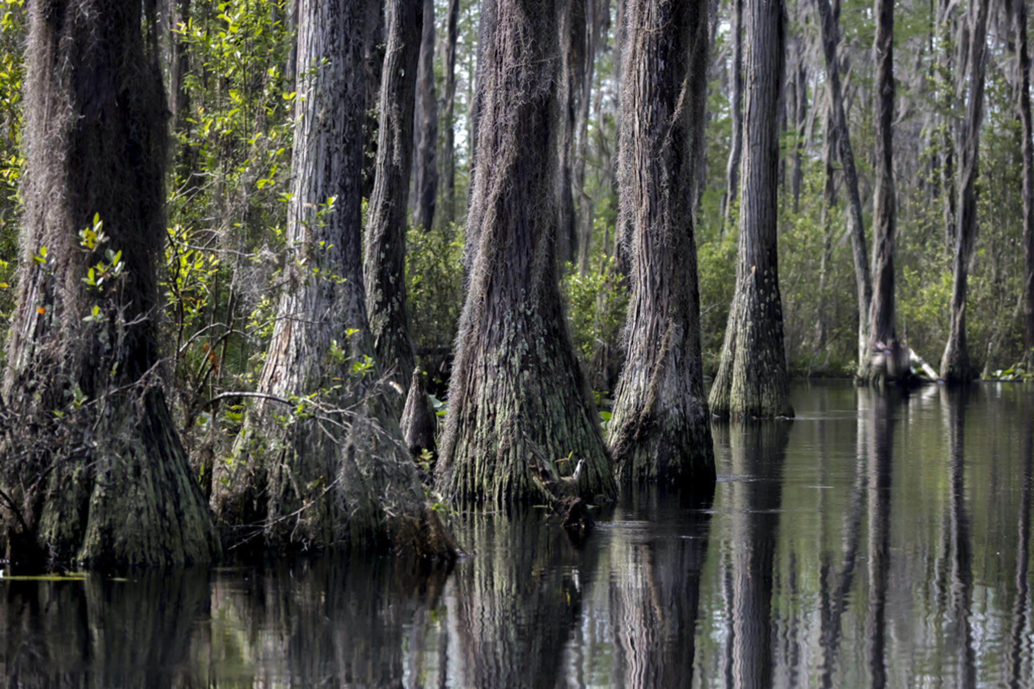 The Red Trail of the Okefenokee National Wildlife Refuge winds through a stand of cypress trees on the way to the Stephen C. Foster State Park on April 7, 2022, in Fargo, Ga. Scientists for the federal government said March 17, 2023, that documents that Georgia state regulators relied upon to conclude a proposed mine won't harm the nearby Okefenokee Swamp and its vast wildlife refuge contain technical errors and “critical shortcomings” that render them unreliable.