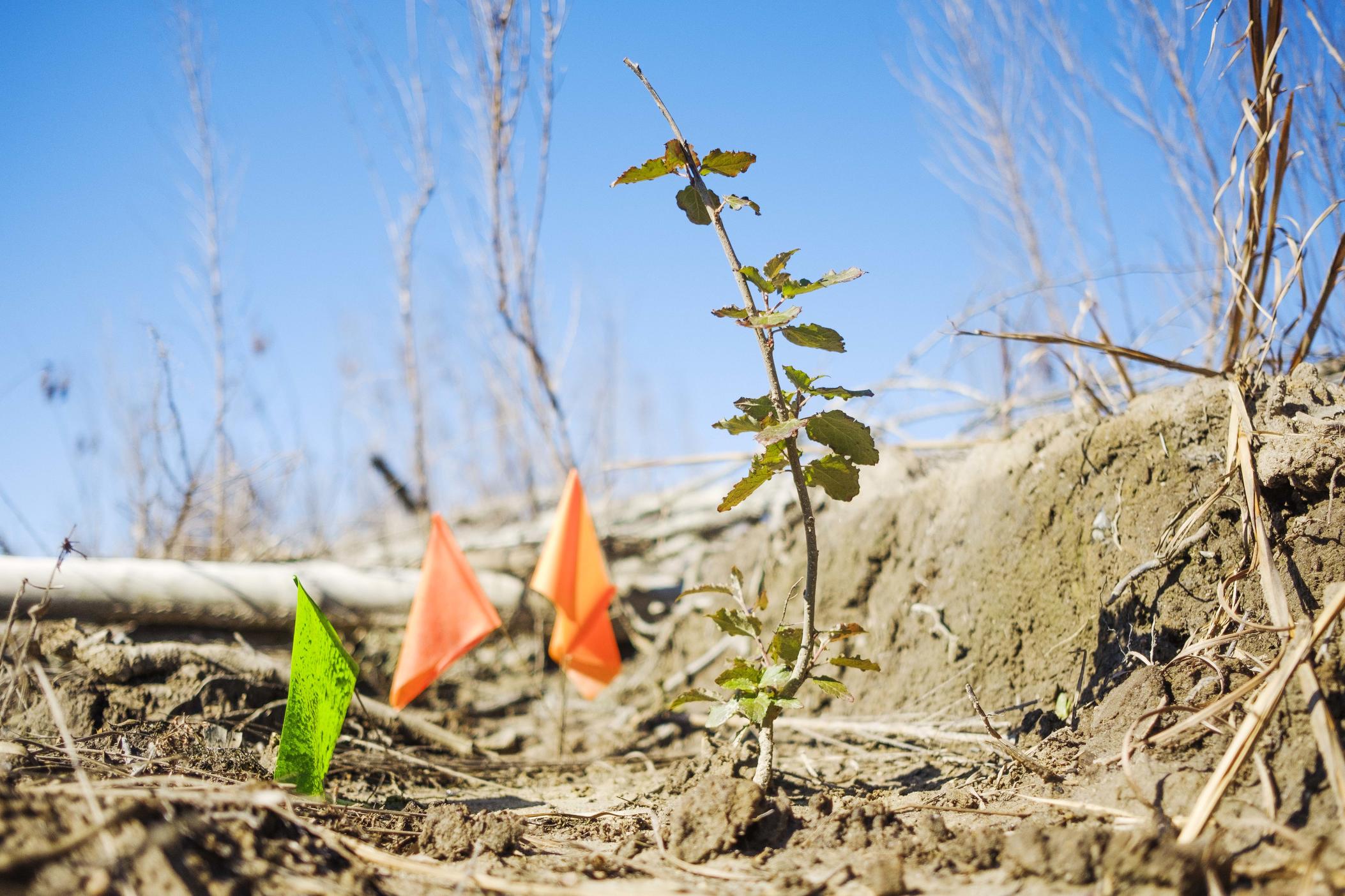 This sapling in Georgia's Tattnall County is one of the first commercially planted genetically modified forest trees in the United States. 