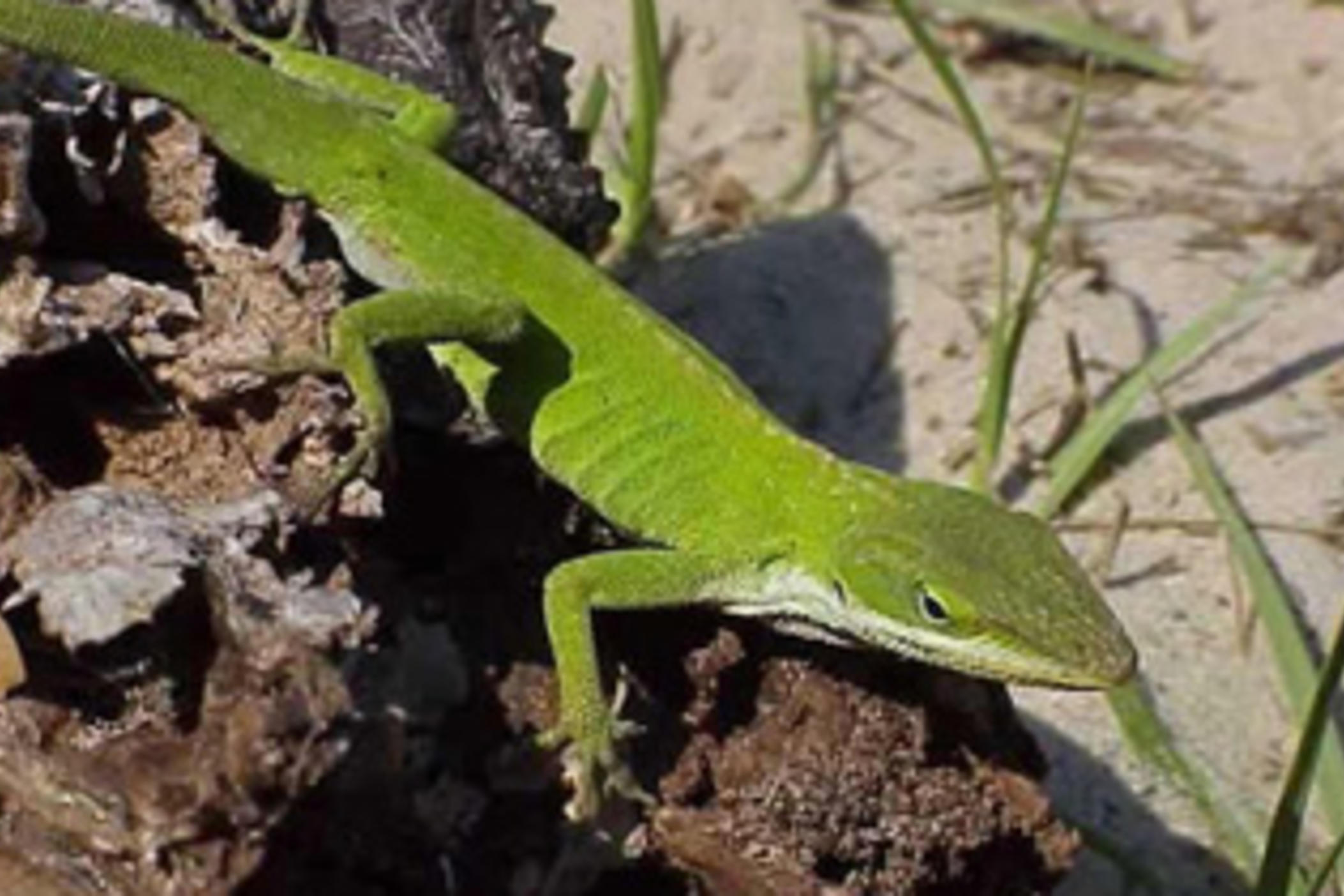 The green anole lizard is found across the Southeastern U.S. and is especially prevalent in Georgia and South Carolina.