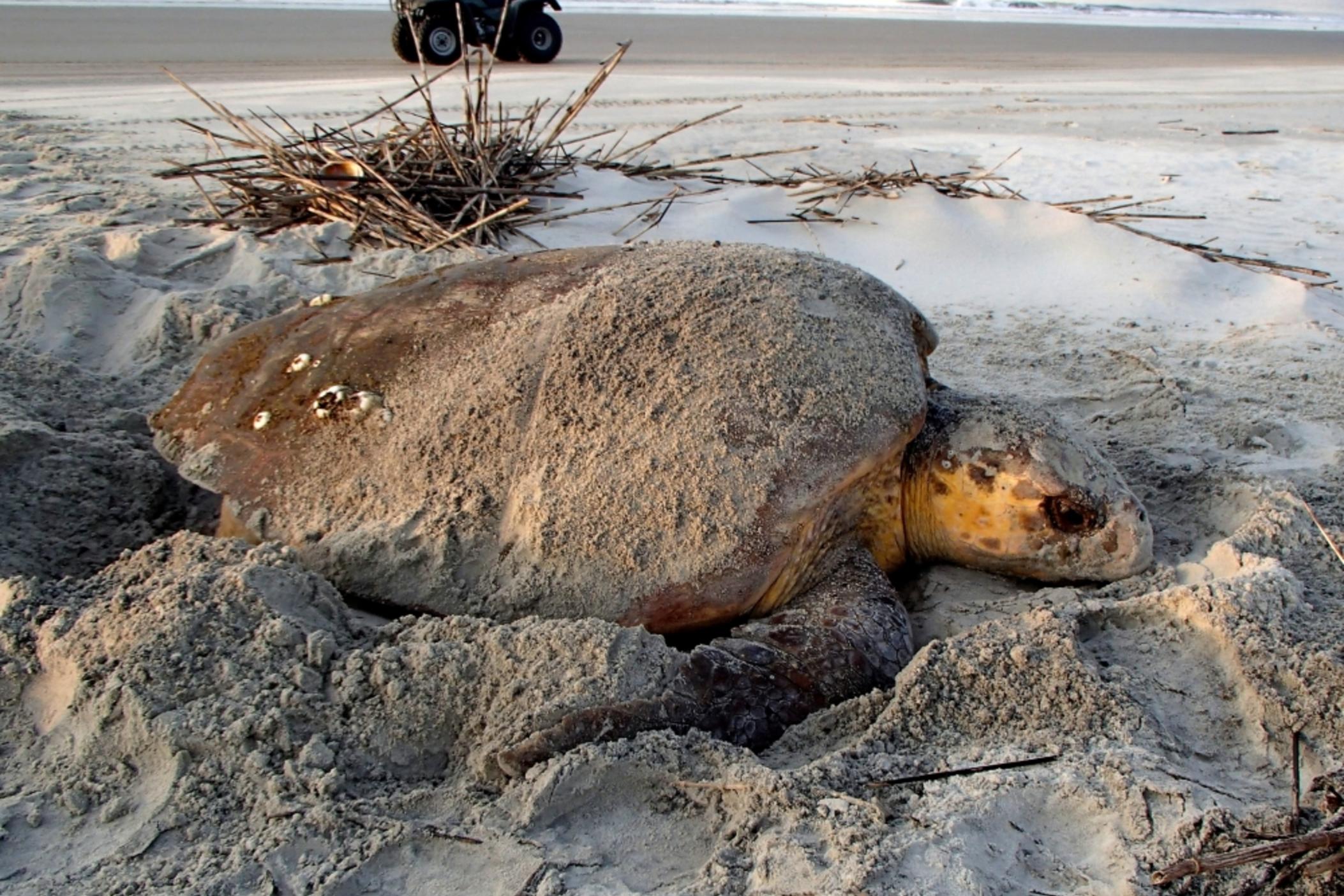 A loggerhead sea turtle is seen nesting at dawn.