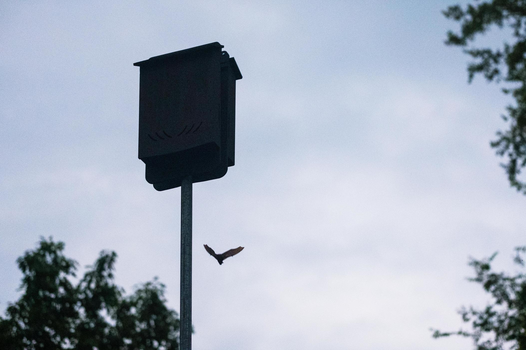 A Mexican free-tailed bat emerges from a bat box mounted behind the Museum of Arts and Sciences in Macon recently.