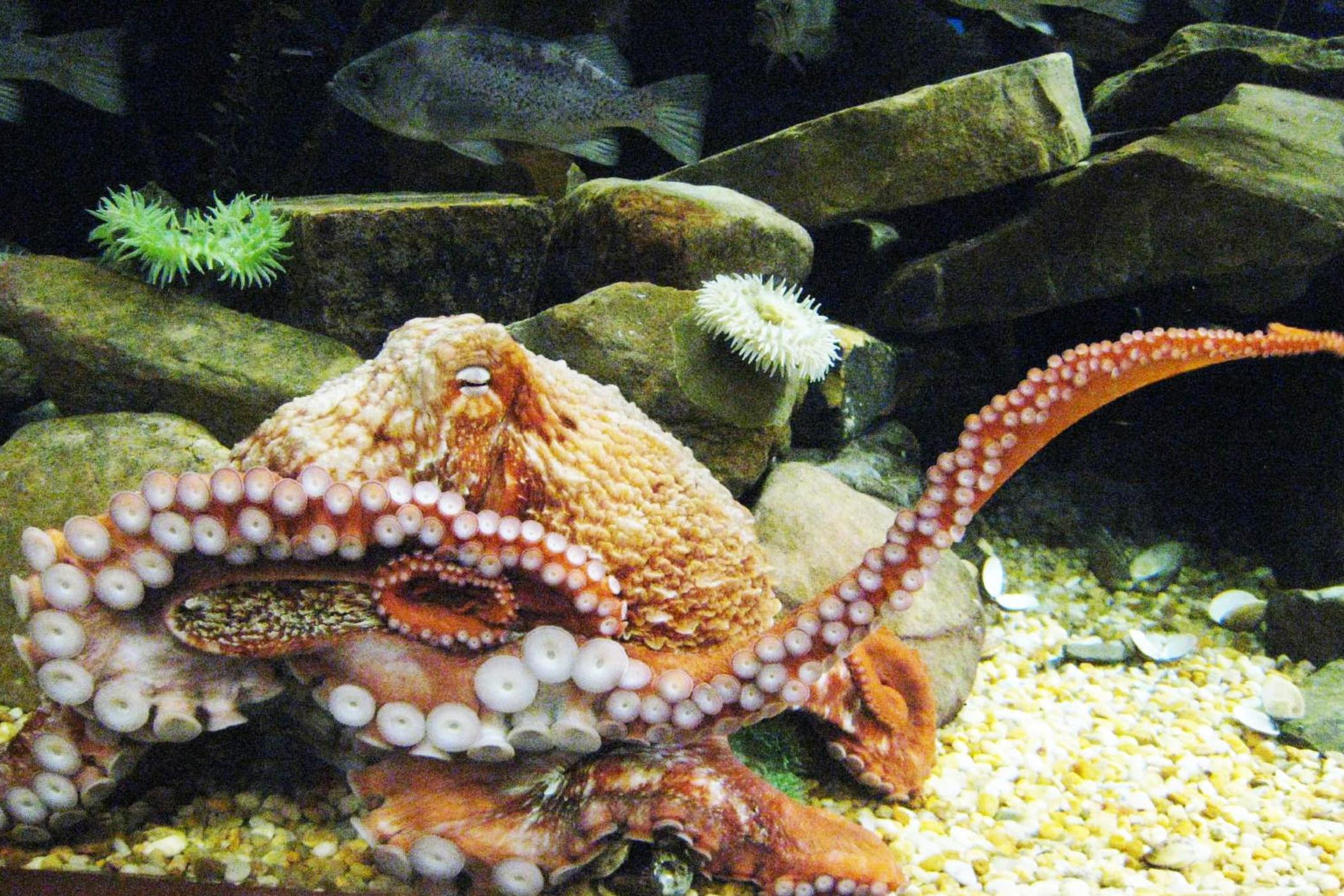 An octopus in an aquarium tank glides over rocks. 
