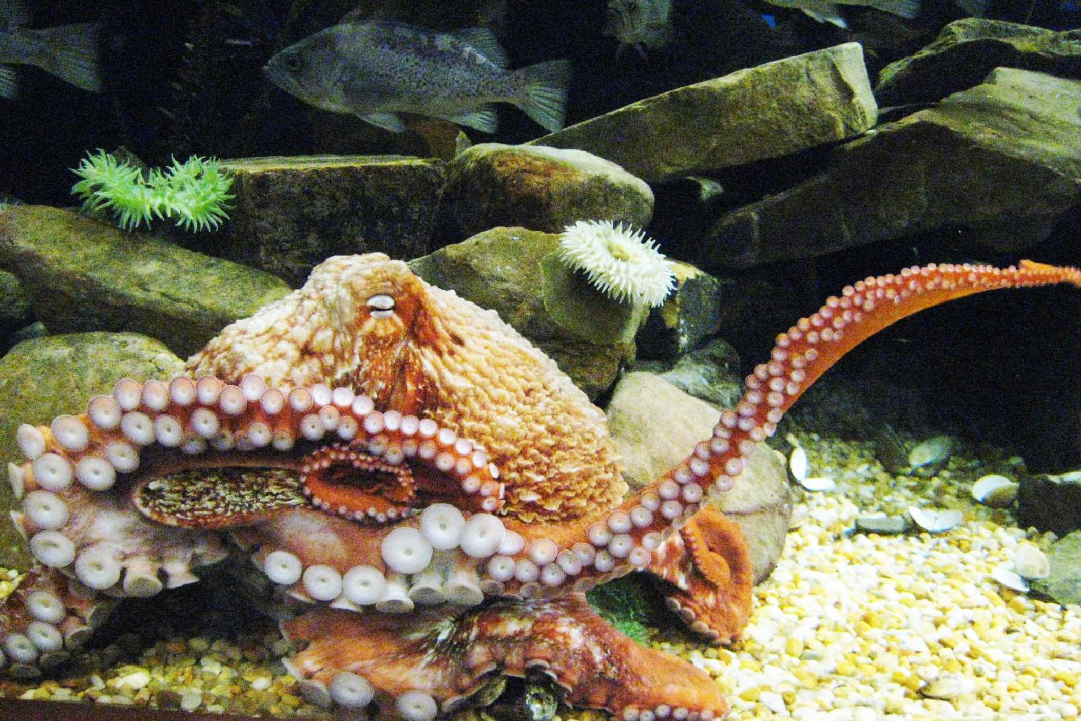 What to expect when Cephalopod Week comes to Atlanta Public