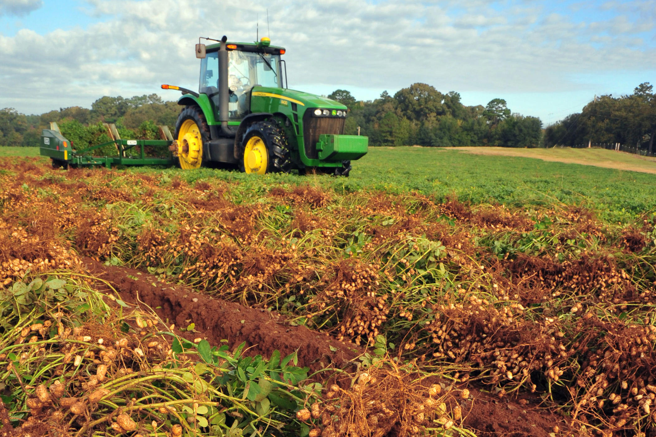 tractor in peanut field