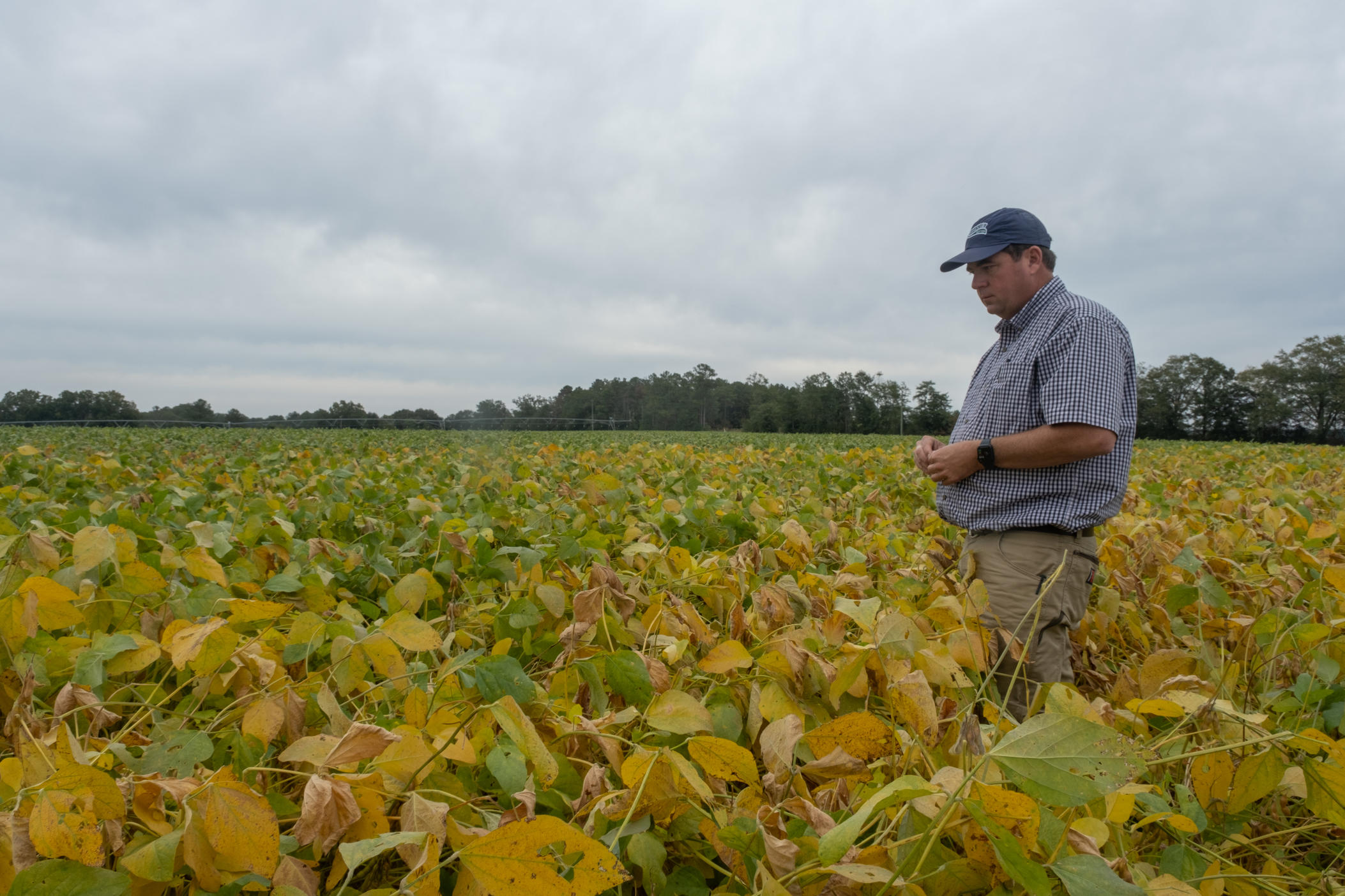 Farmer Neil Lee stands in a soybean field on his family farm in Dawson, where they also grow peanuts and cotton. White-tailed deer are eating through Lee's crops, causing damages in the six-figure range.