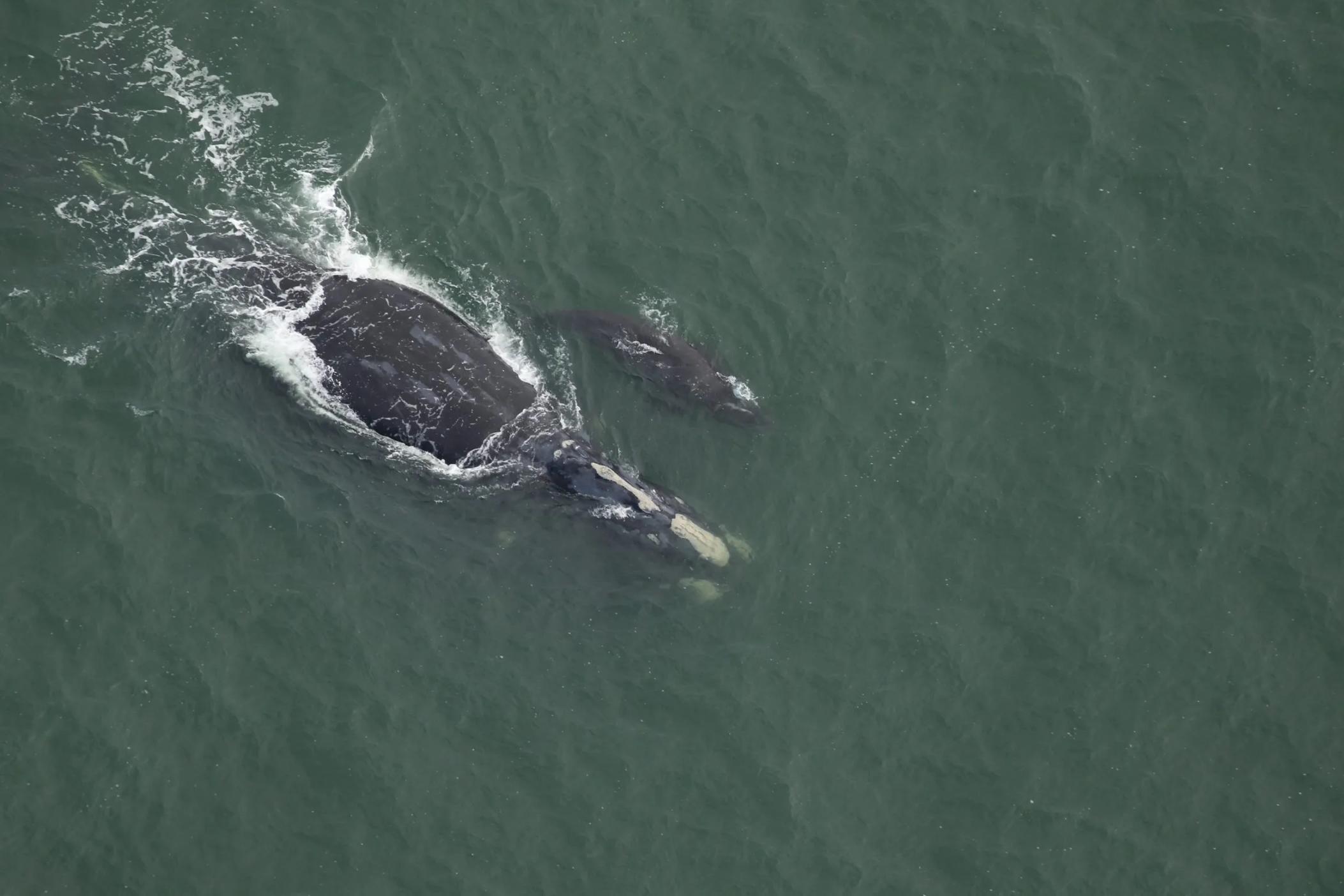 A North Atlantic right whale nicknamed Juno swims with her new calf off the coast of South Carolina. This is the first documented mother/calf right whale pair of the 2023-2024 calving season. Credit: Clearwater Marine Aquarium Research Institute, taken under NOAA permit #26919. Funded by United States Army Corps of Engineers.