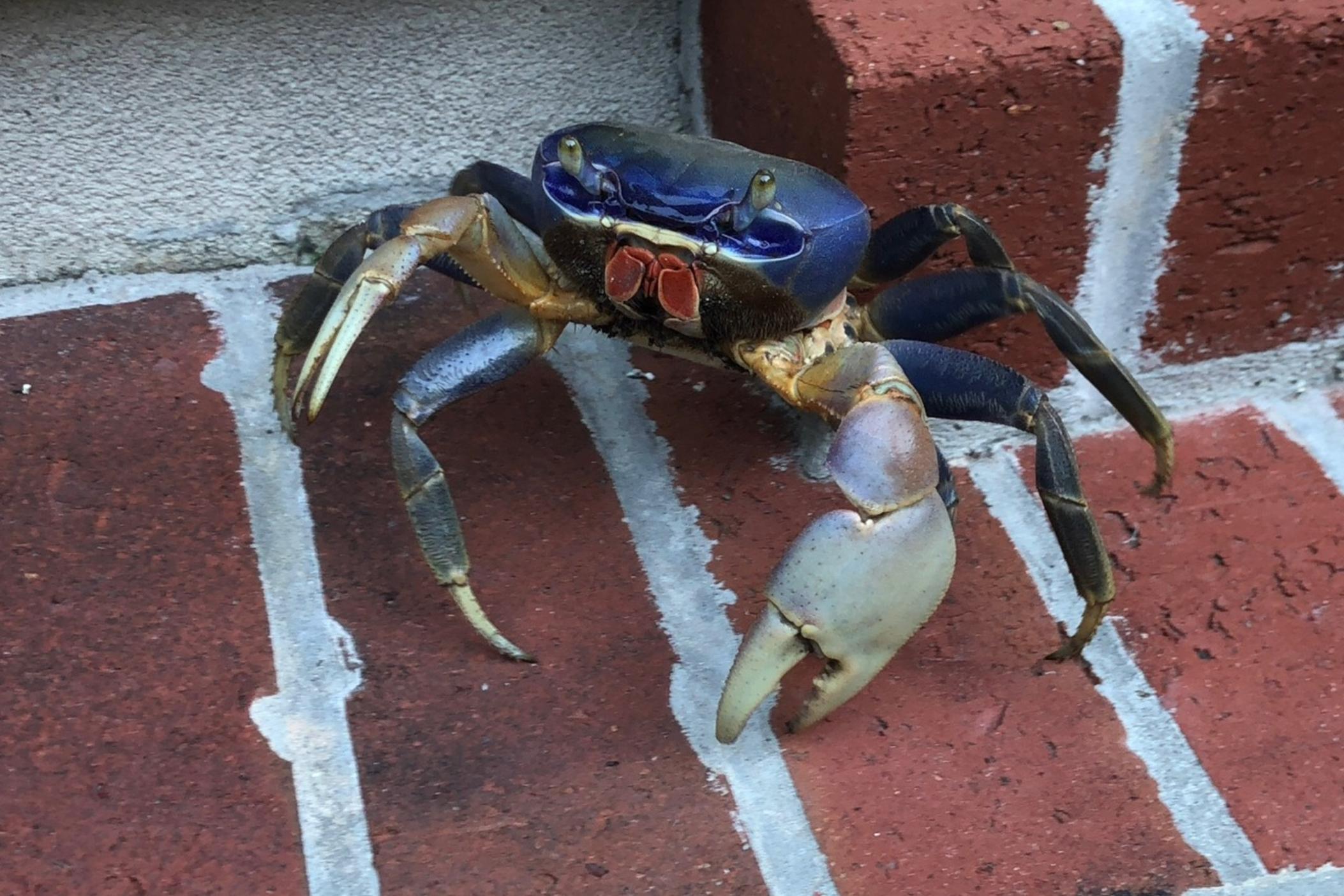Blue land crabs are native from Brazil to south Florida and can be as large as 5-6 inches. The public is encouraged to take photos and report sightings of blue land crabs at GeorgiaWildlife.com/ANS. 