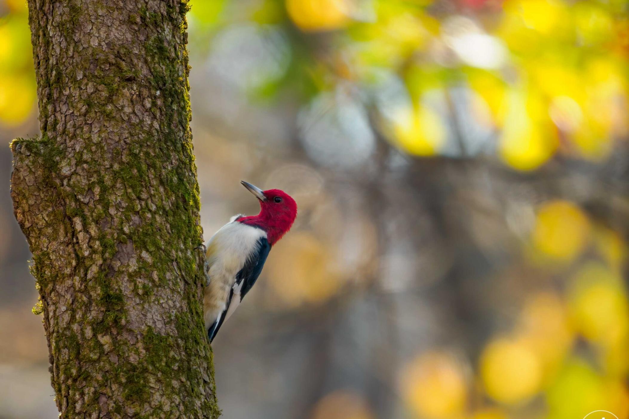 A red-headed Woodpecker like the one featured in the logo for Birds Georgia, which announced a name change from Georgia Audubon on Nov. 30