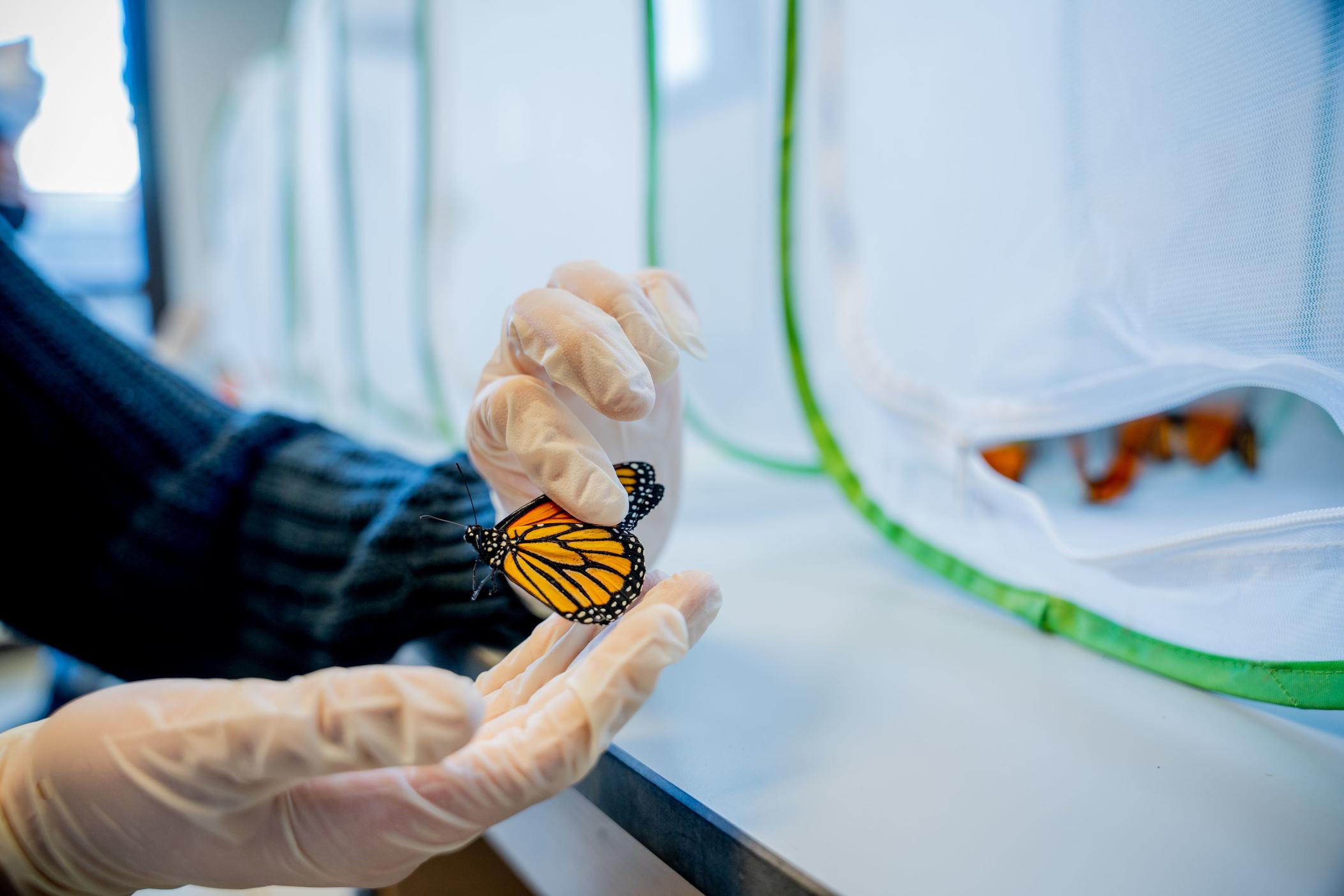 monarch butterfly