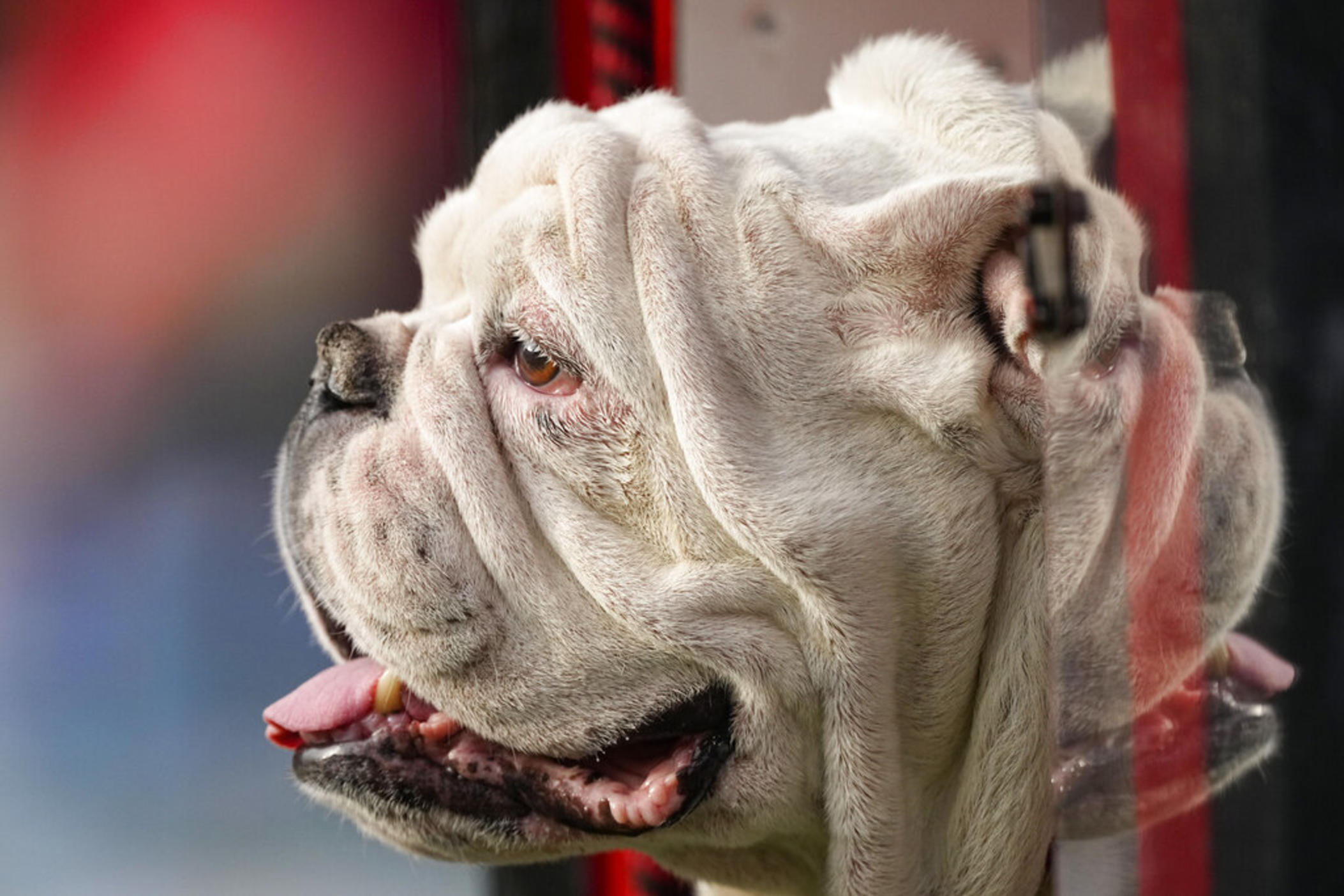 Georgia mascot Uga X peers out from his doghouse on the sideline during during the second half of an NCAA college football game against Georgia Tech Saturday, Nov. 26, 2022 in Athens, Ga. 