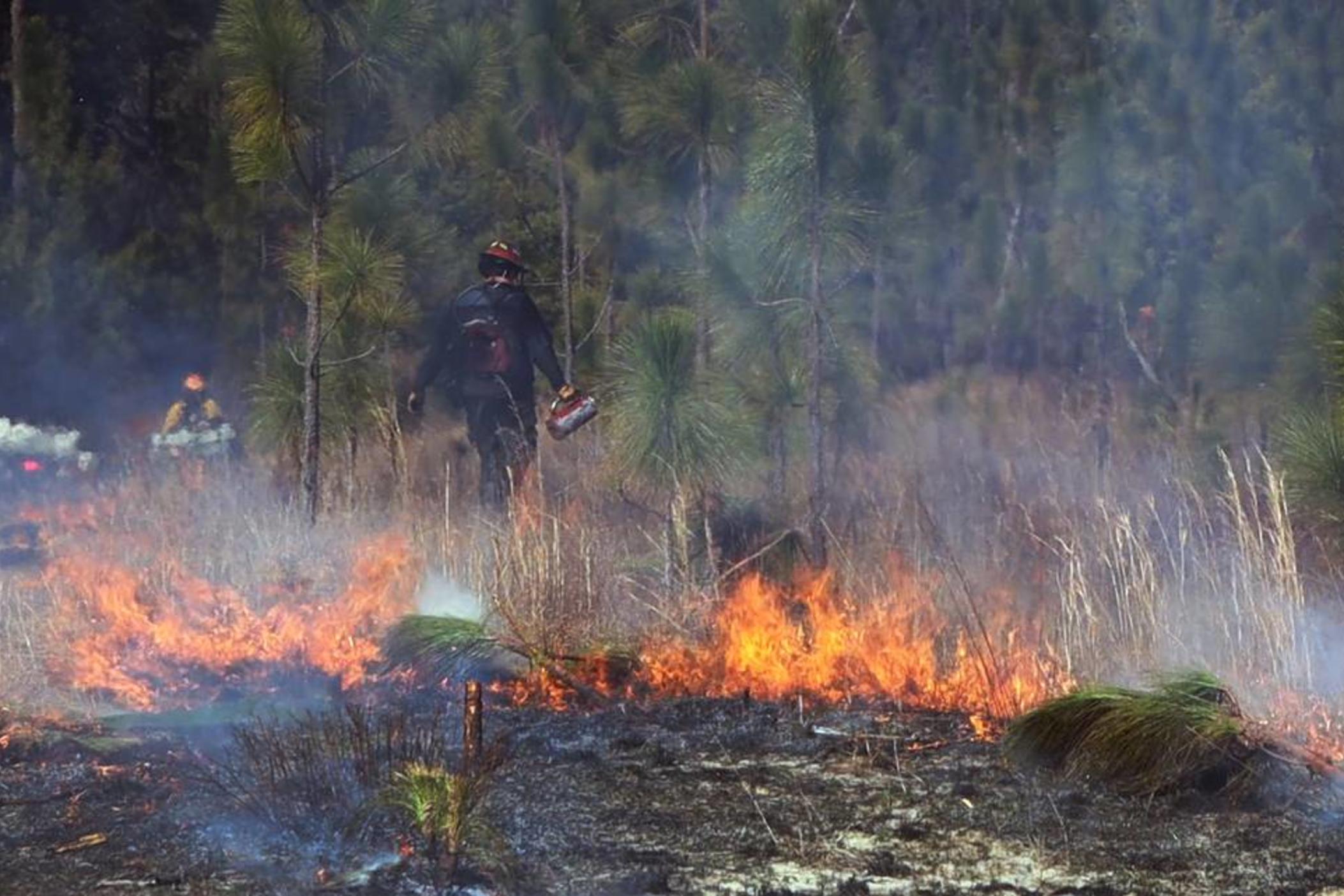 Wildland Firefighter of the Georgia Department of Natural Resources uses a drip torch to continue to put fire where he wants, keeping it under control. Feb. 7, 2024. Sand Hill Wildlife Management Area. Kala Hunter khunter@ledger-enquirer.com  