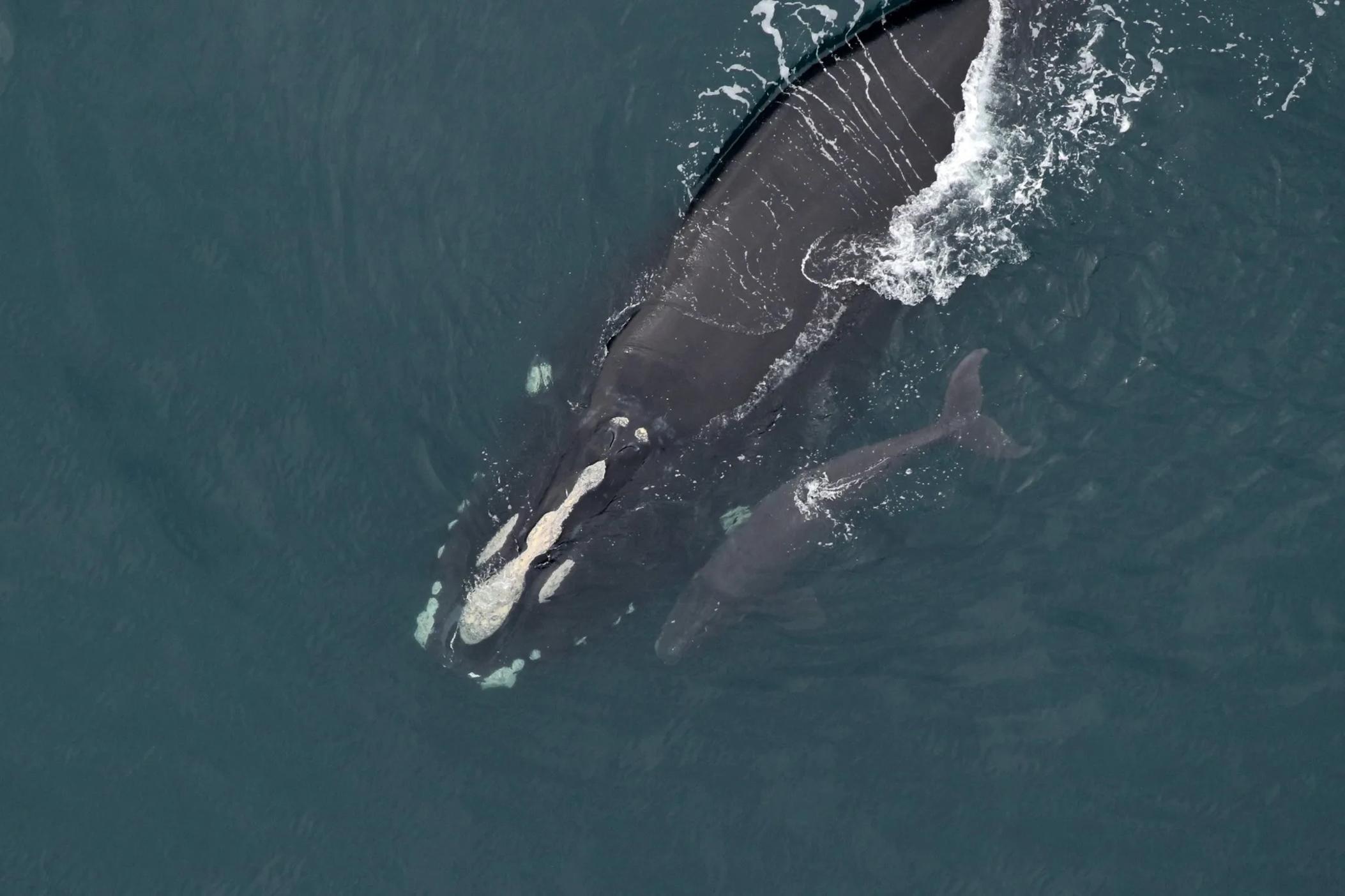 Right whale Catalog #3260 ‘Skittle’ and calf sighted approximately 25 nautical miles off Kure Beach, NC on Feb. 16, 2024. Credit: Clearwater Marine Aquarium Research Institute, taken under NOAA permit #26919. Funded by US Army Corps of Engineers.