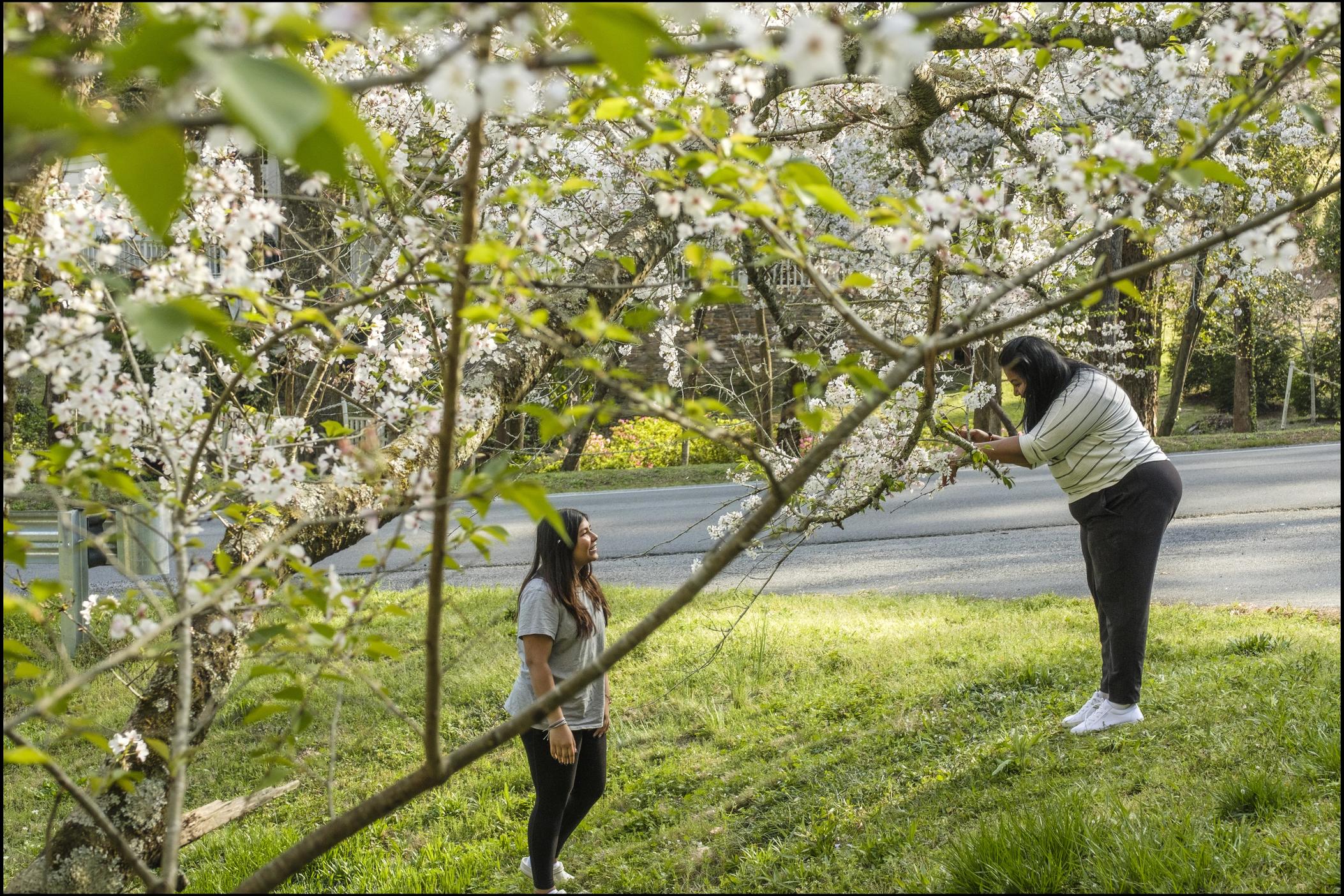 nitra Chandrasekar of Jacksonville, Fla., (left) poses for her mother, Meena, among the Yoshino cherry blossoms along Ingleside Avenue in Macon. 