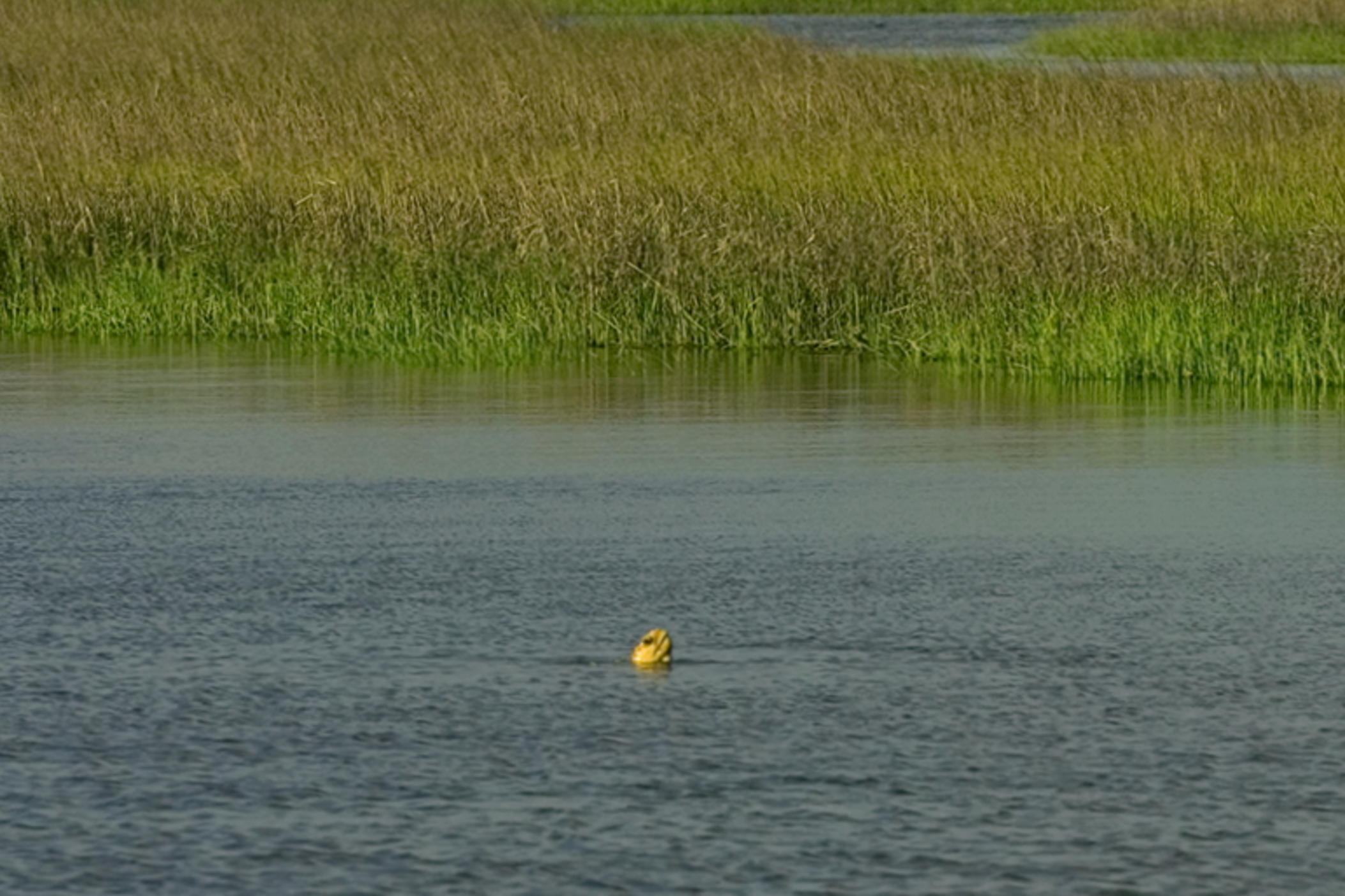 Loggerhead sea turtle in an estuary. Credit: Georgia Department of Natural Resources